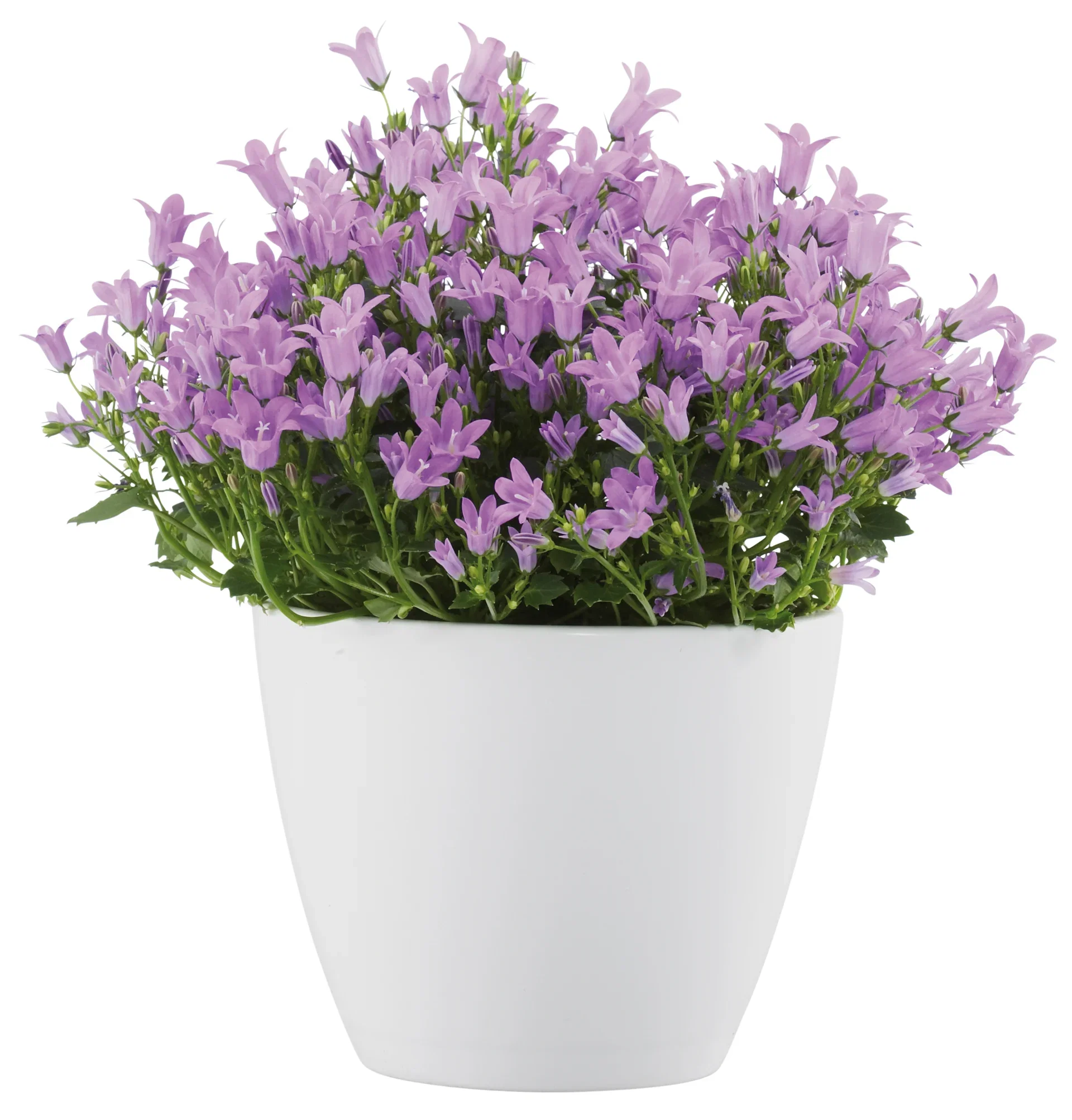 All N. Campanula 'Get MEE' Blue 10,5 cm