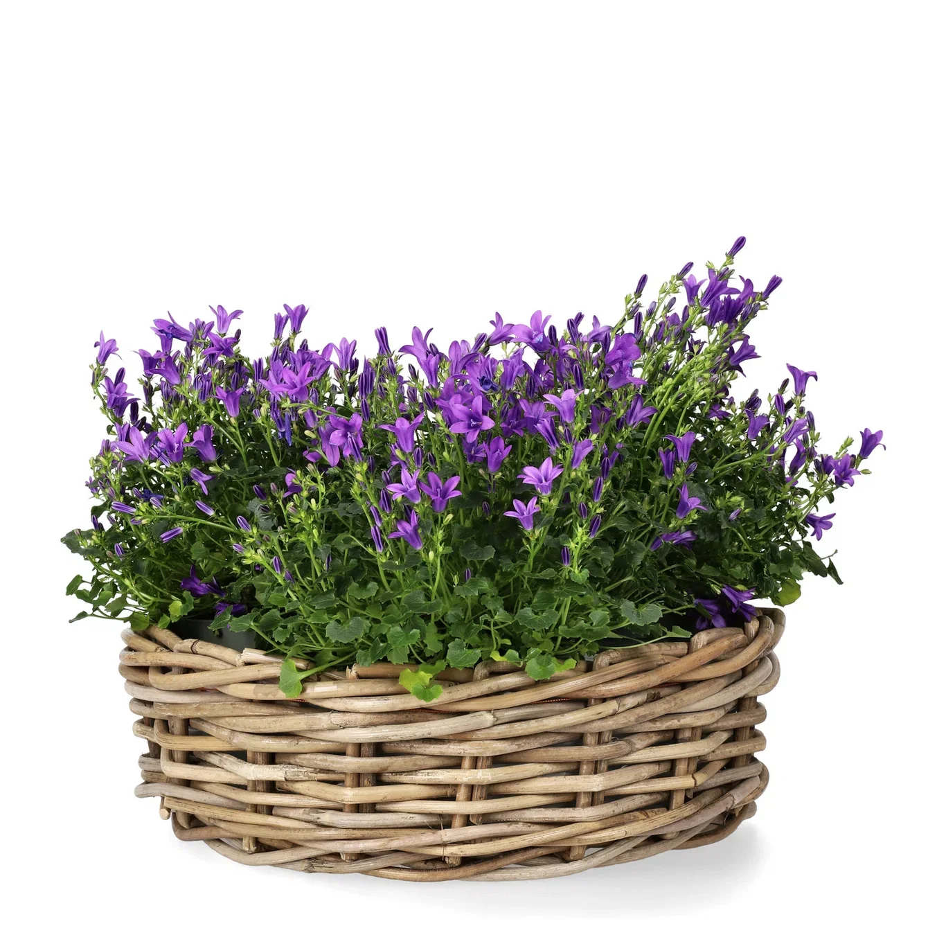 All N. Campanula 'Get MEE' Blue 10,5 cm