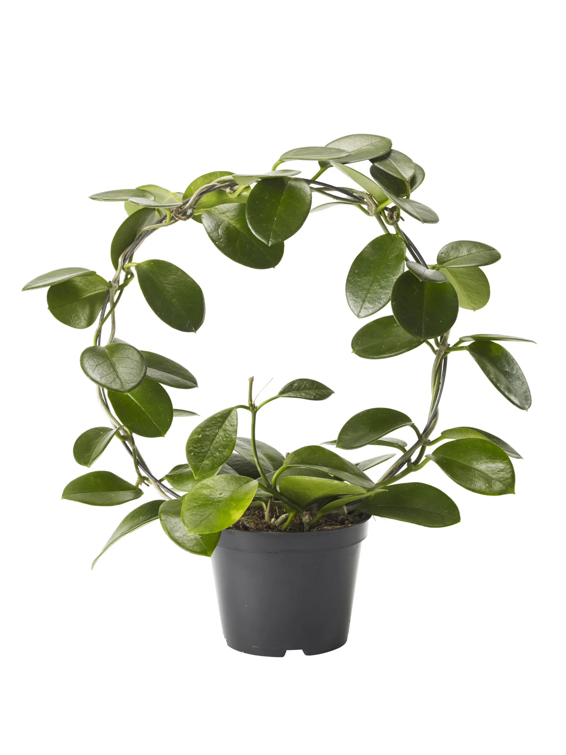 Hoya carnosa 'Australis' on bow