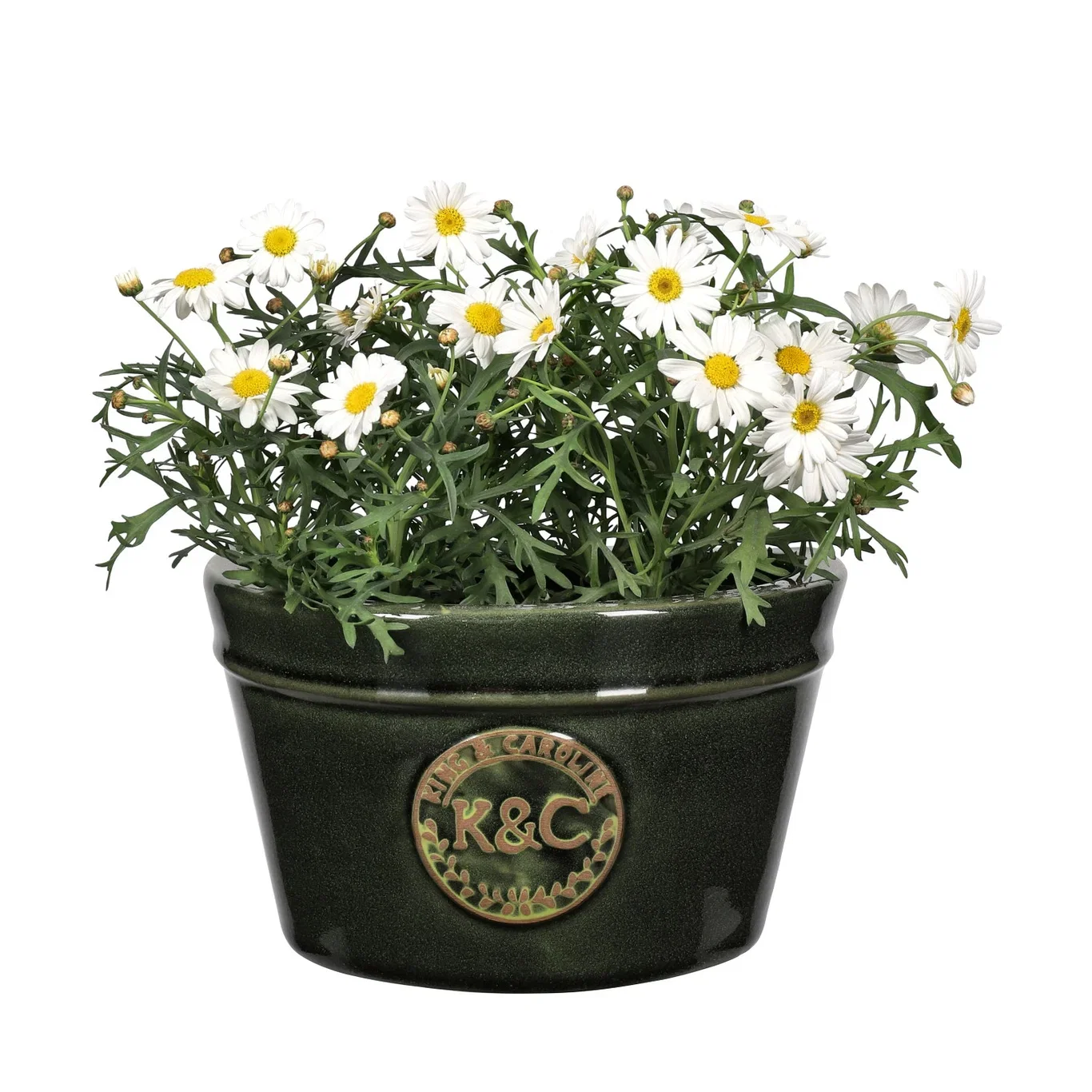 Argyranthemum White 10,5 cm