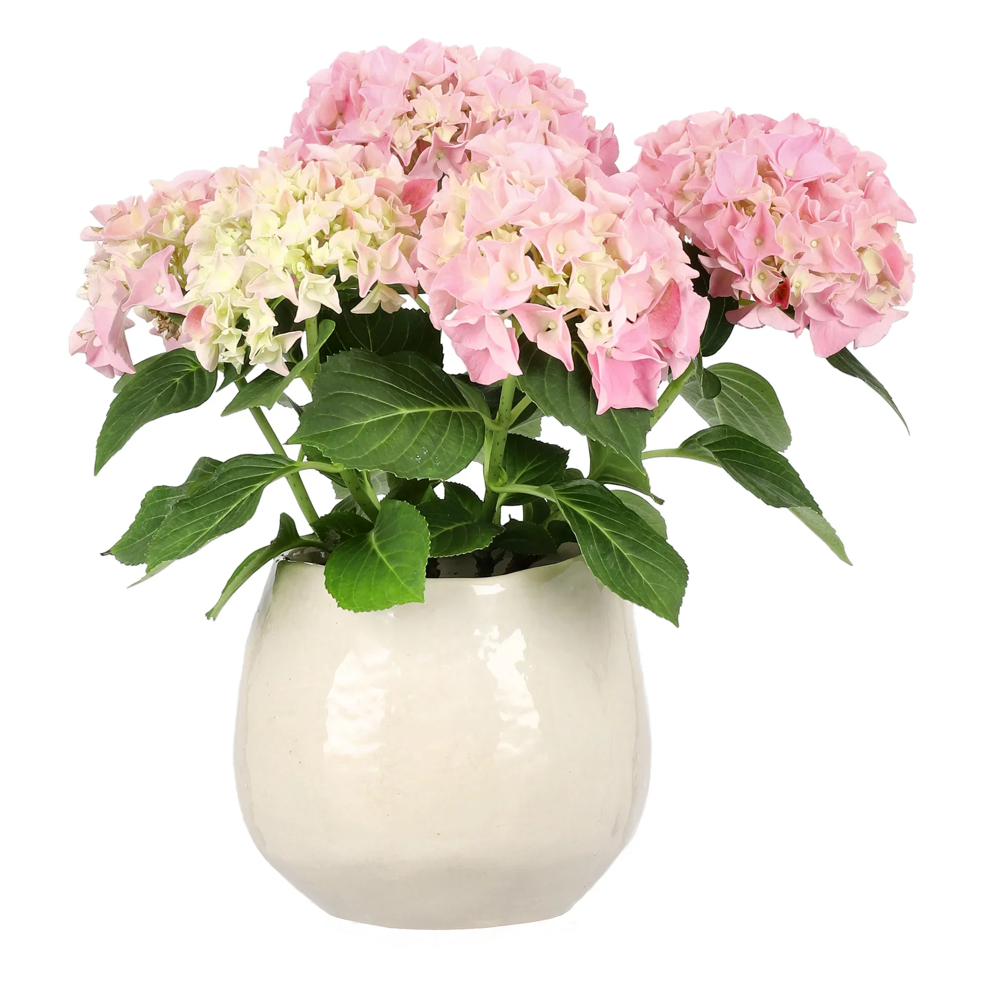 Hydrangea macrophylla 2-2,5 branch 10,5 cm