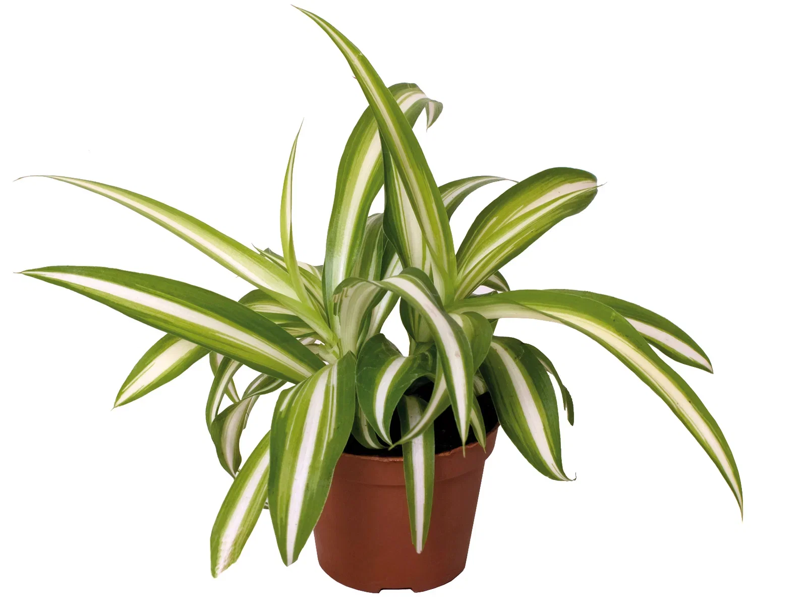 Chlorophytum Variegata 6 cm