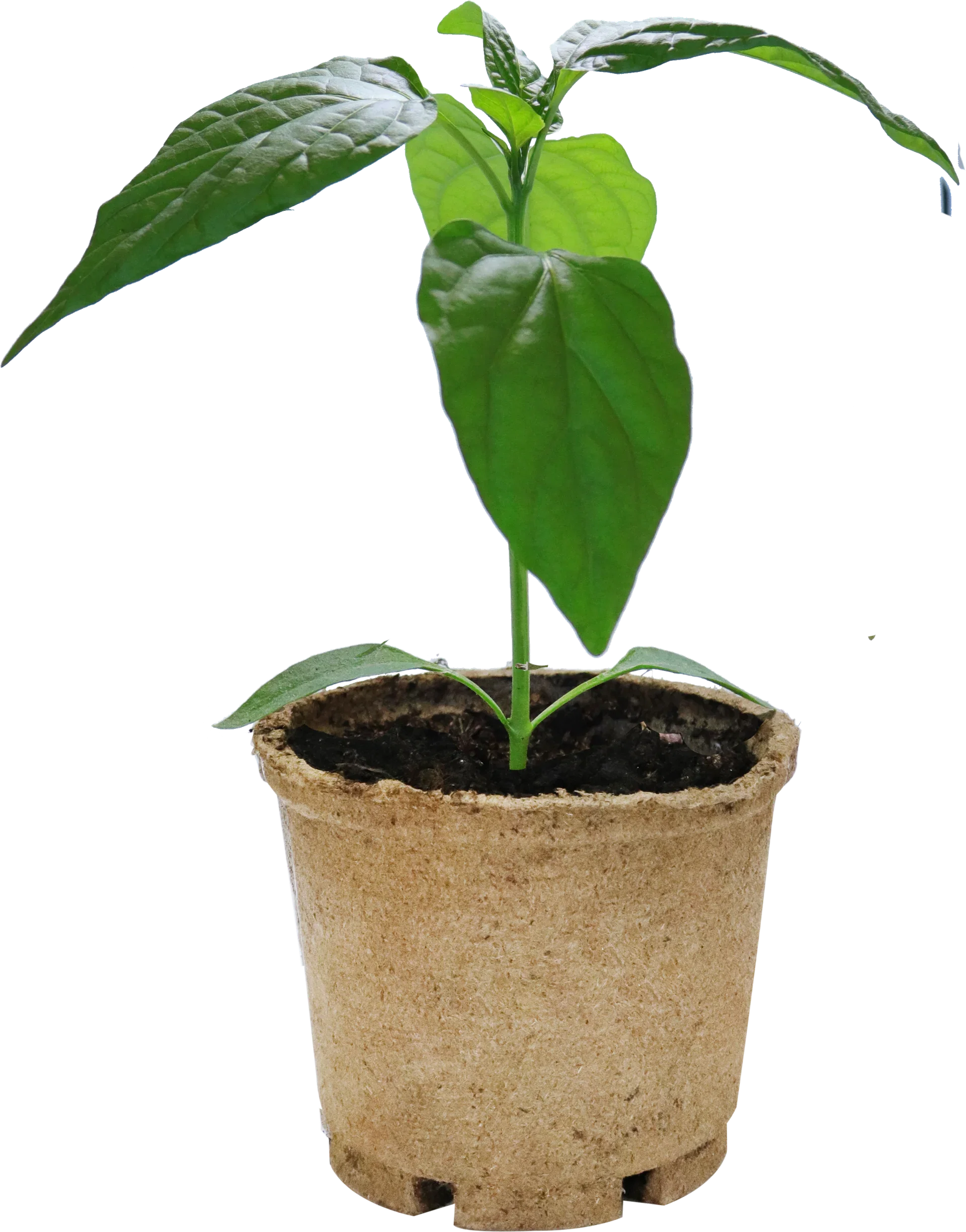 All N. Capsicum Chili 'Apache' 10,5 cm