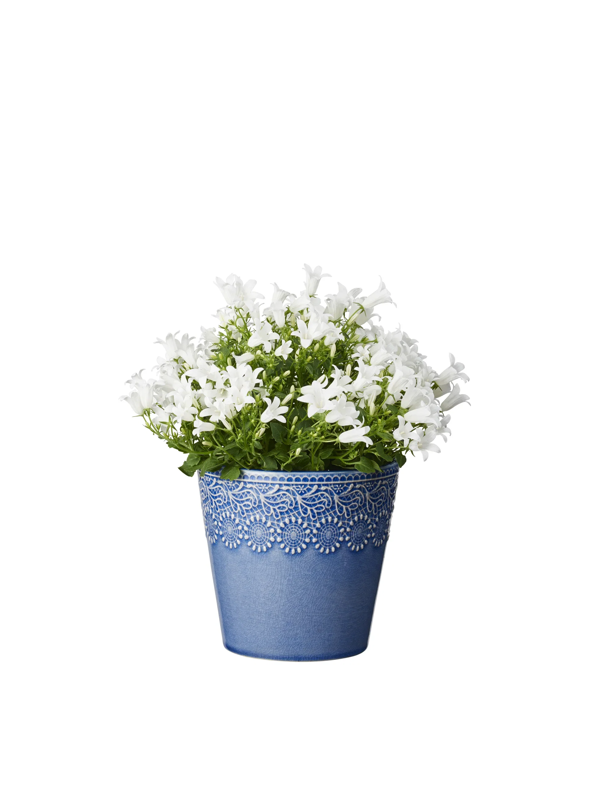 Campanula 'Get MEE' White 10,5 cm