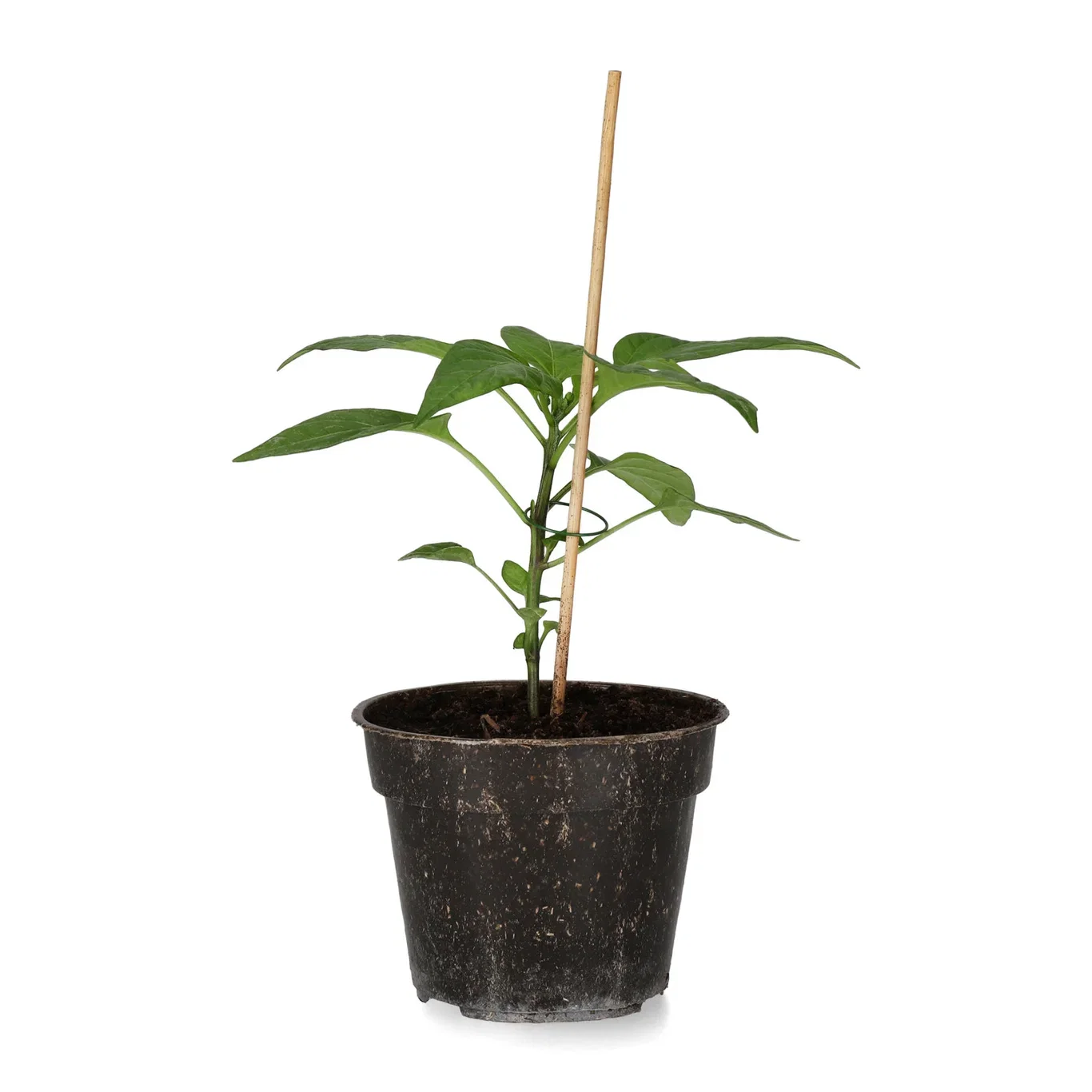 All N. Capsicum Chili 'Cheyenne' 10,5 cm