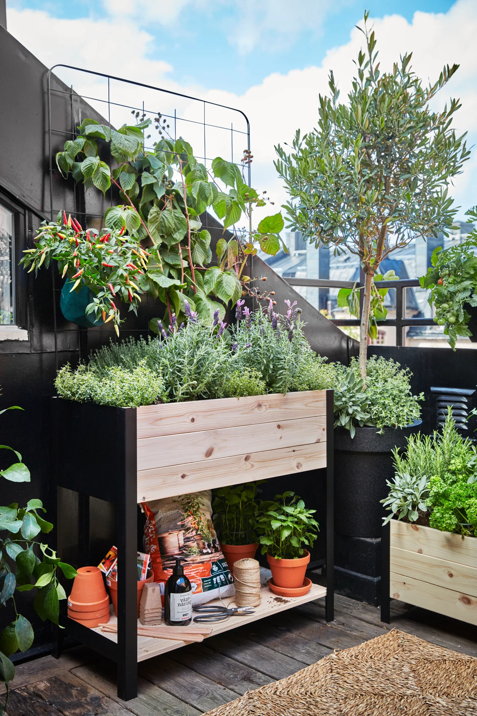 All N. Capsicum Chili 'Apache' 10,5 cm