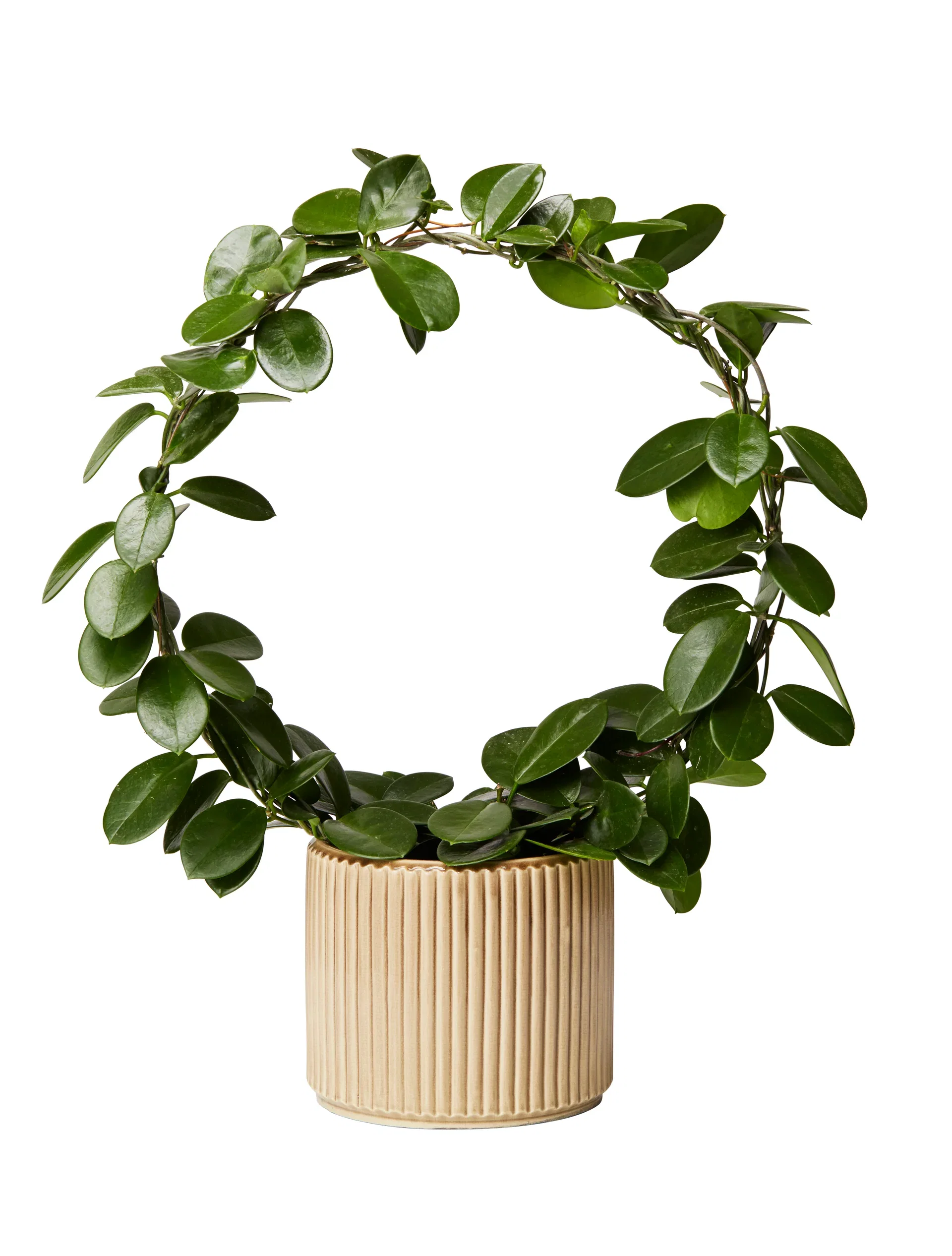 Hoya carnosa 'Australis' on bow