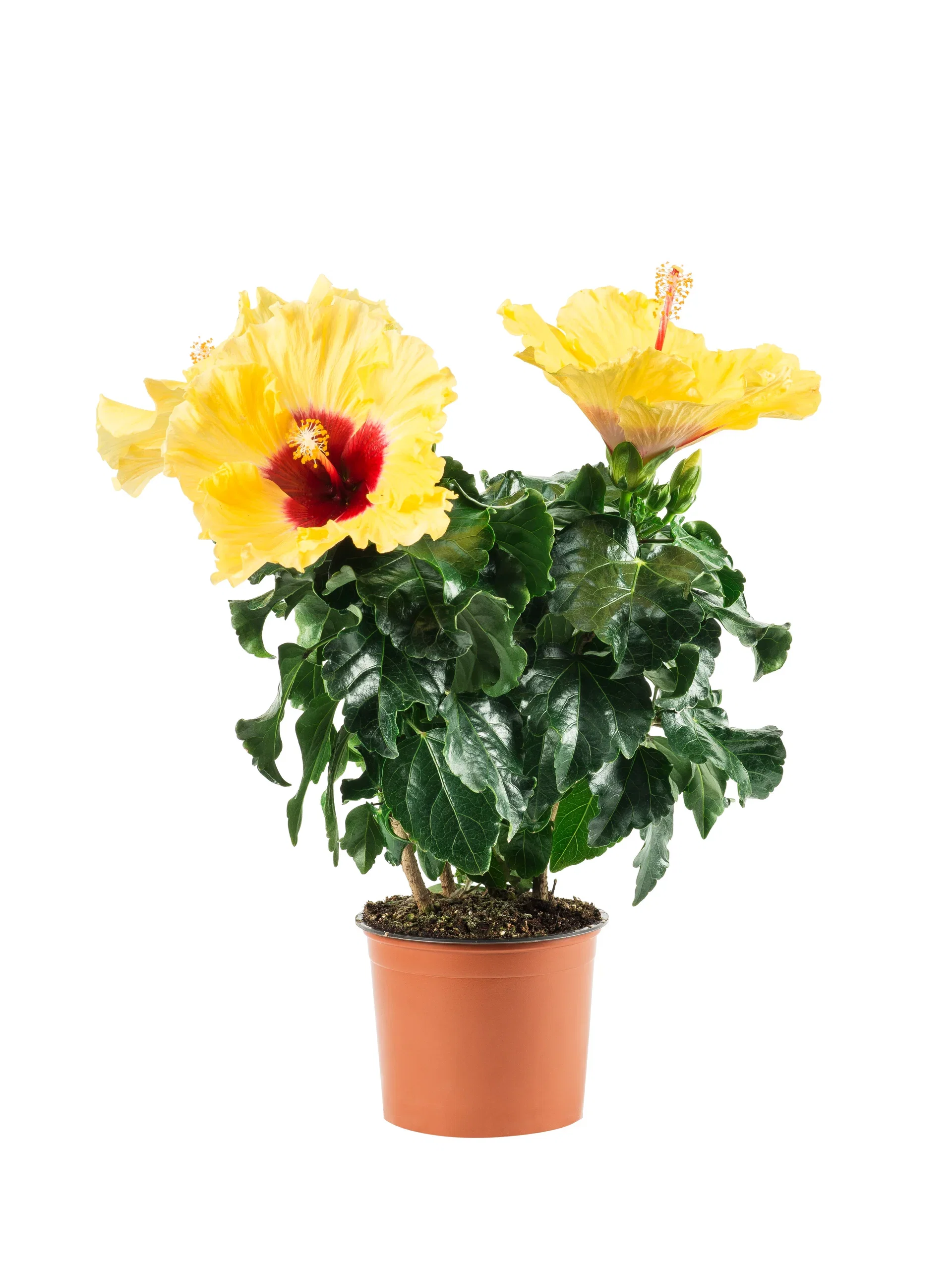 Hibiscus Yellow 13cm