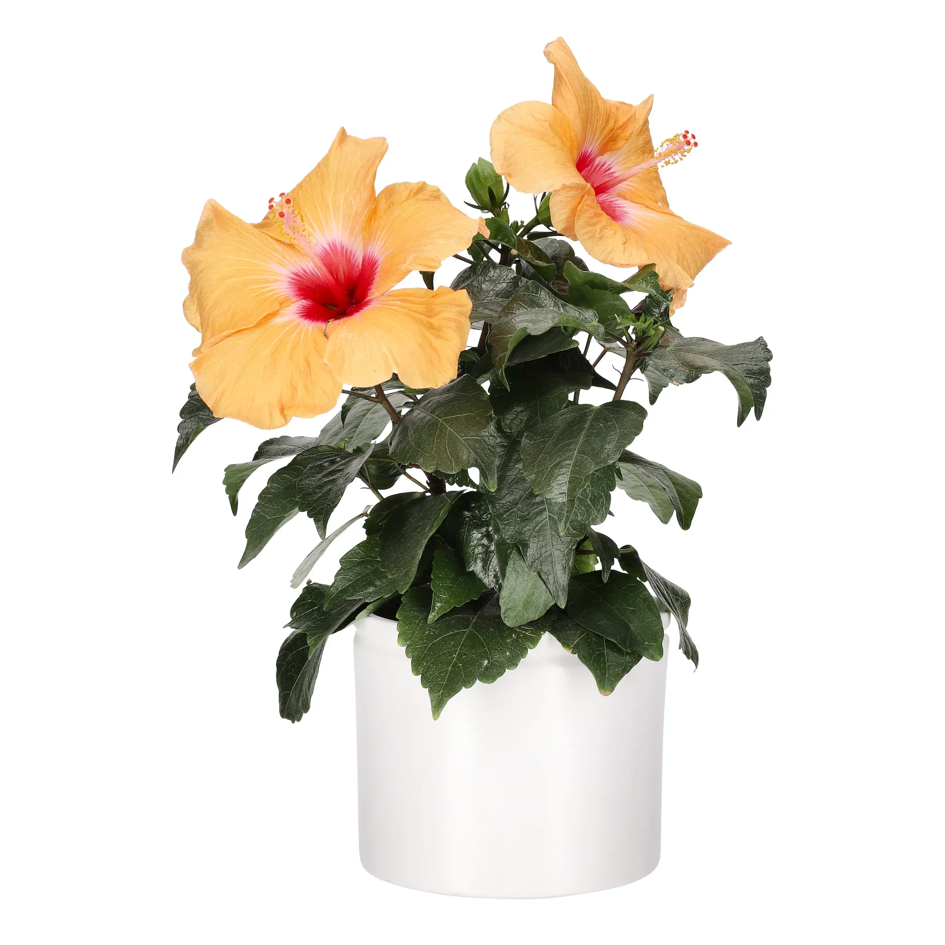 Hibiscus Orange 13 cm