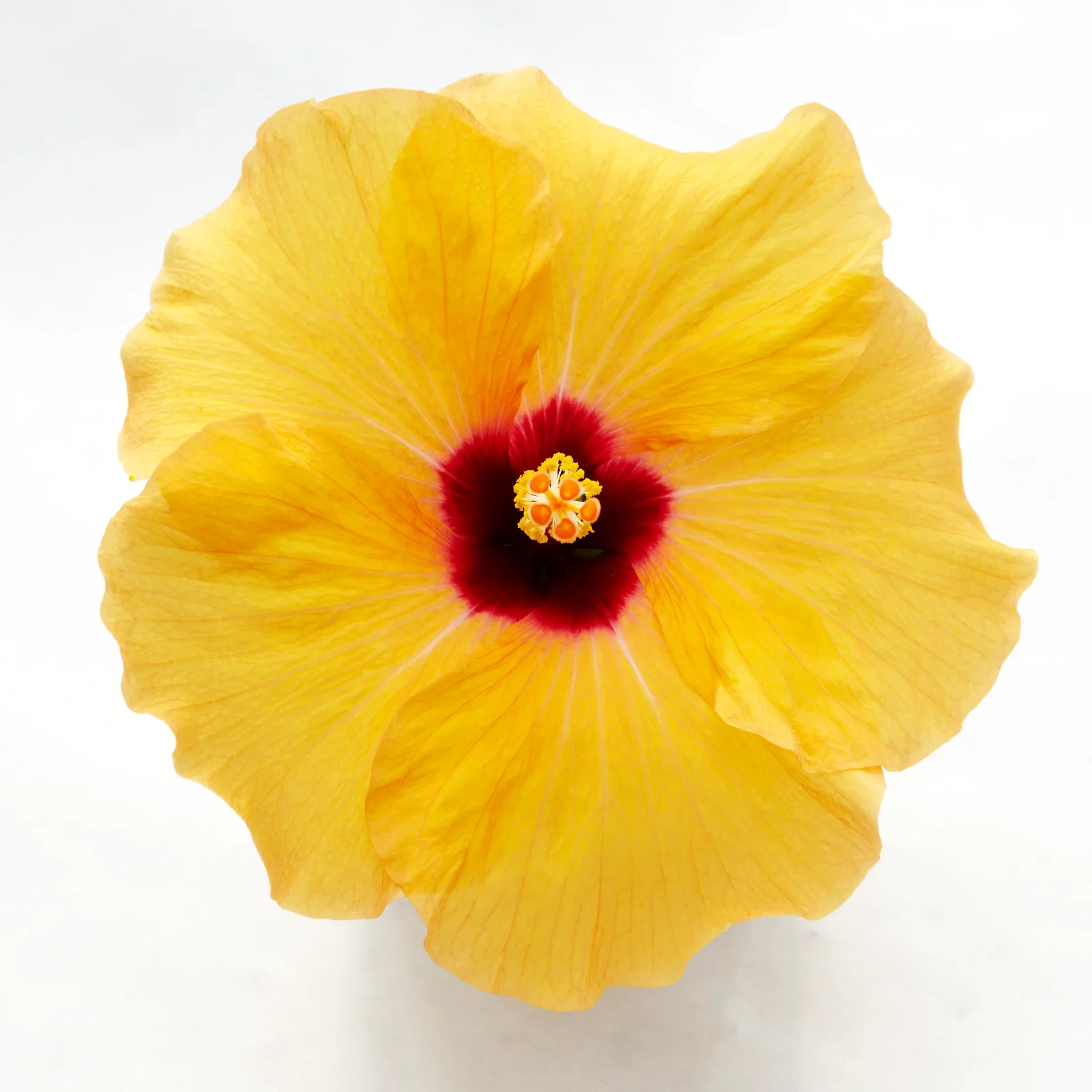 Hibiscus Yellow 13cm