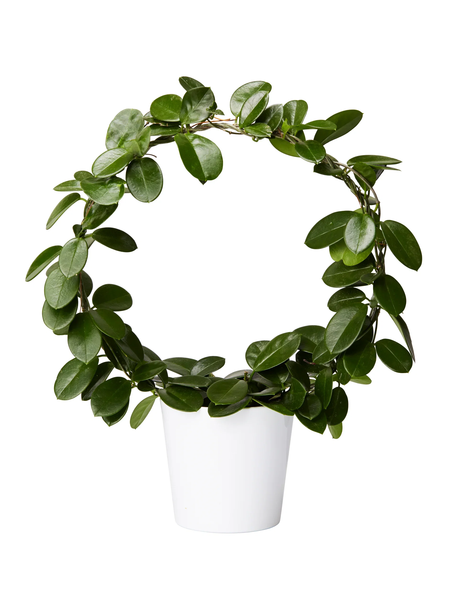 Hoya carnosa 'Australis' on bow