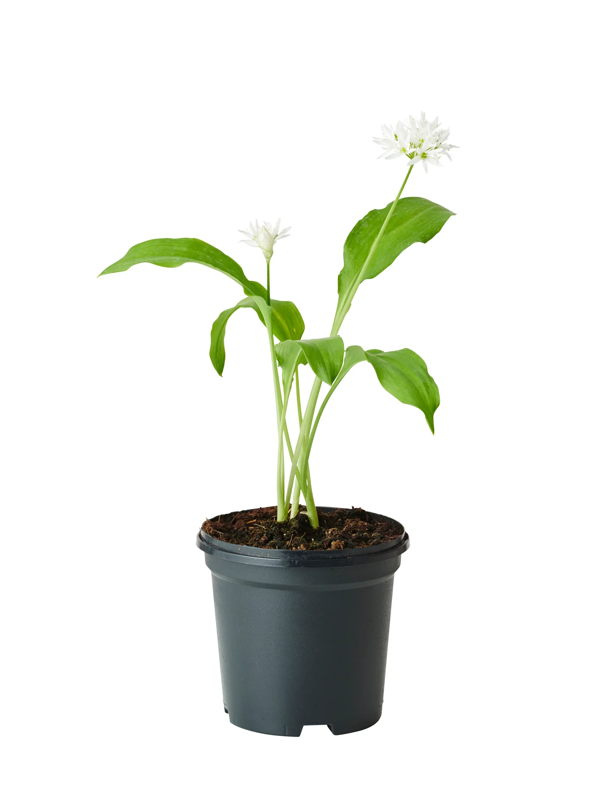 Allium ursinum 11,5cm