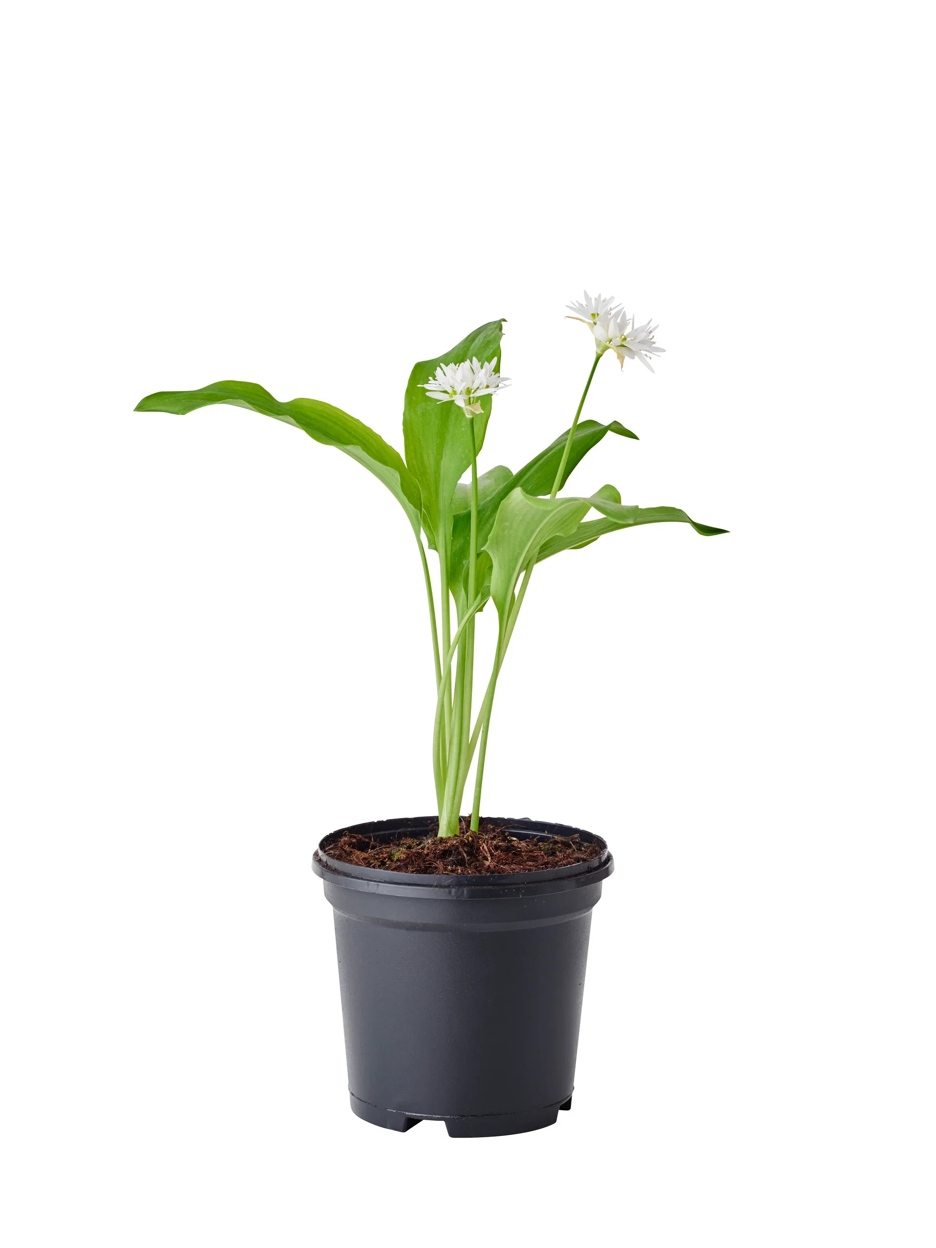 Allium ursinum 11,5cm