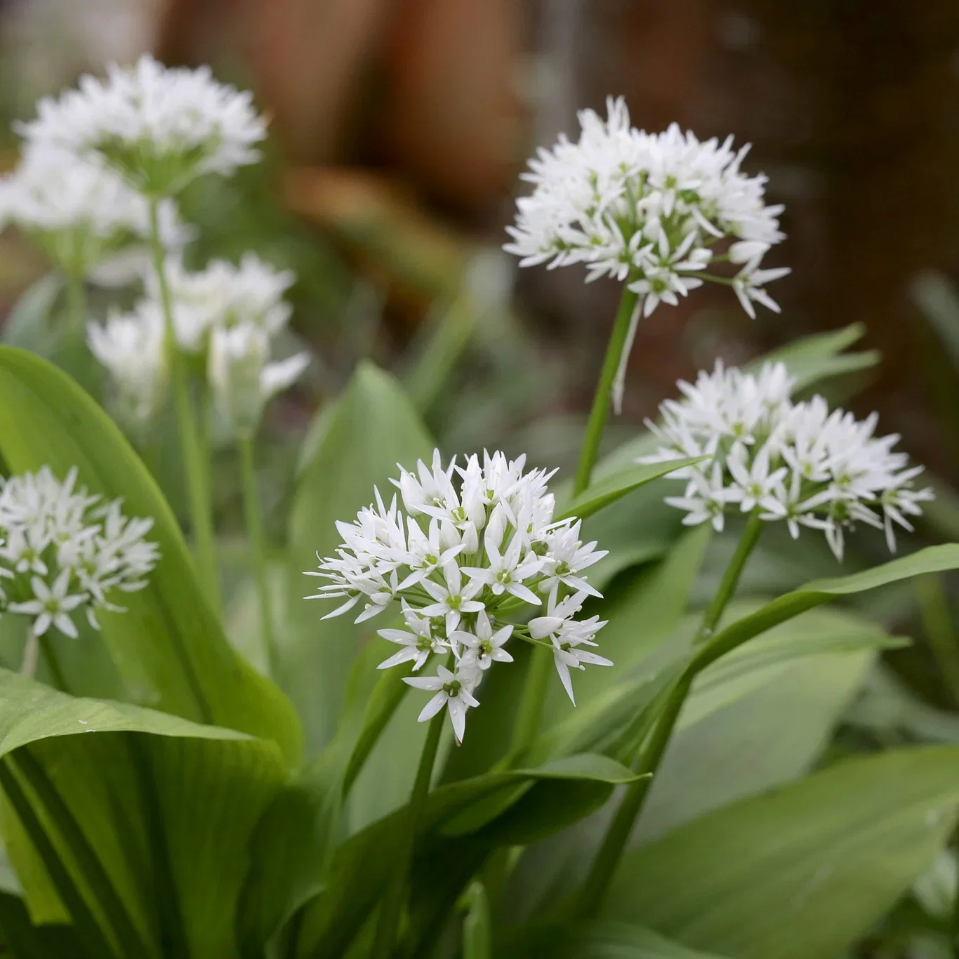 Allium ursinum 11,5cm