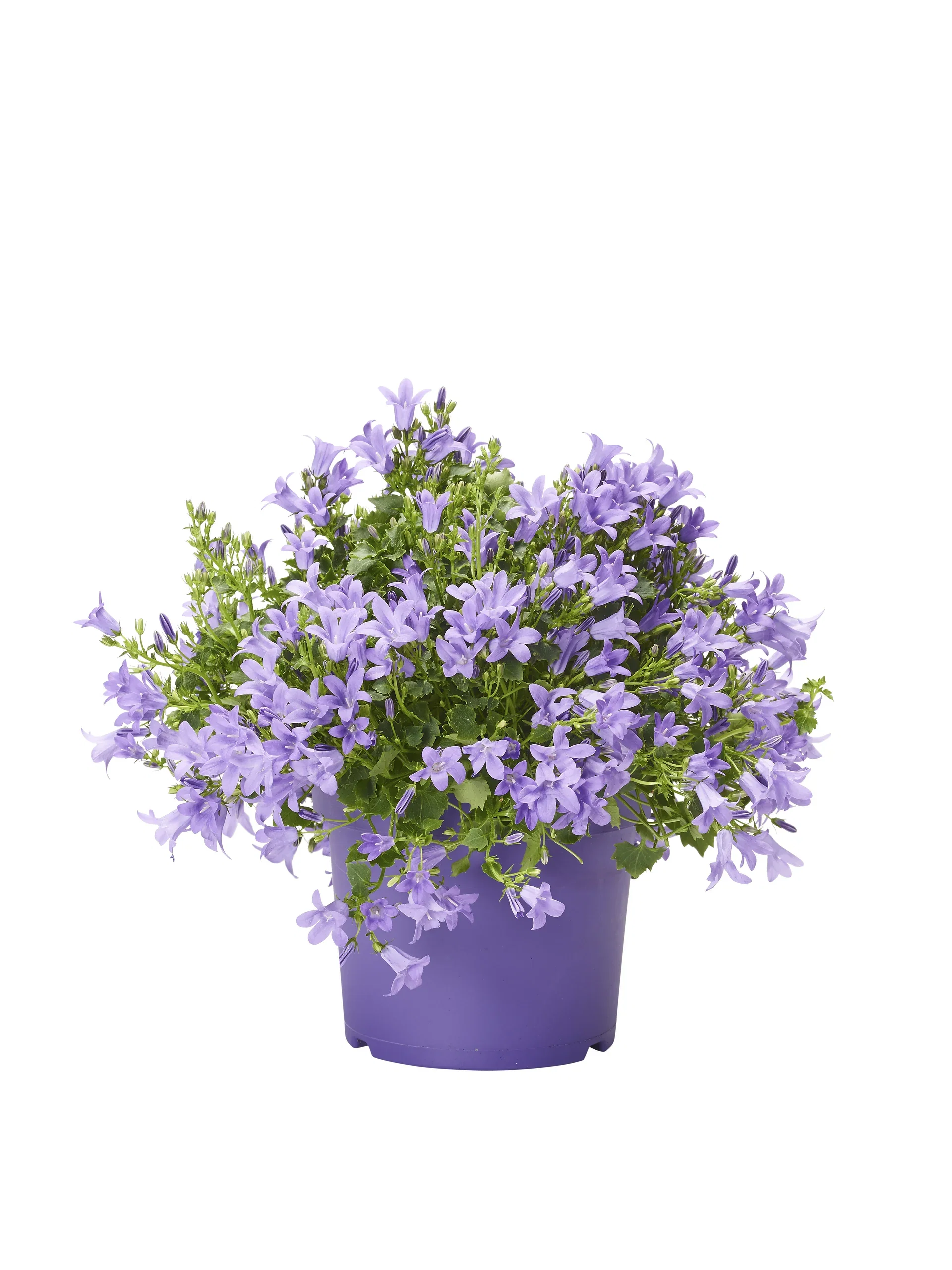 Campanula 'Get MEE' Blue 17 cm