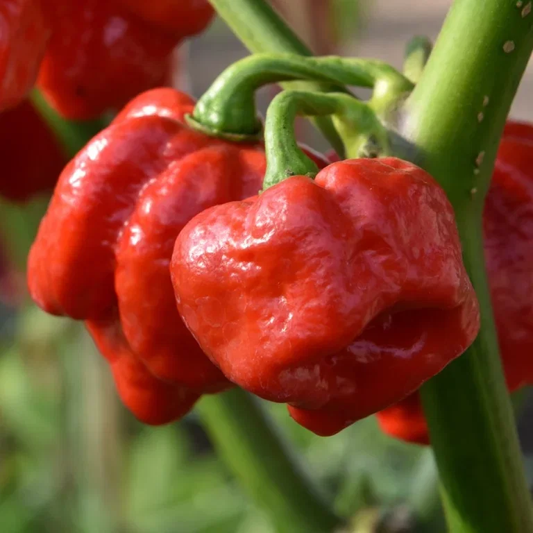 Chili 'Trinidad Moruga Scorpion'