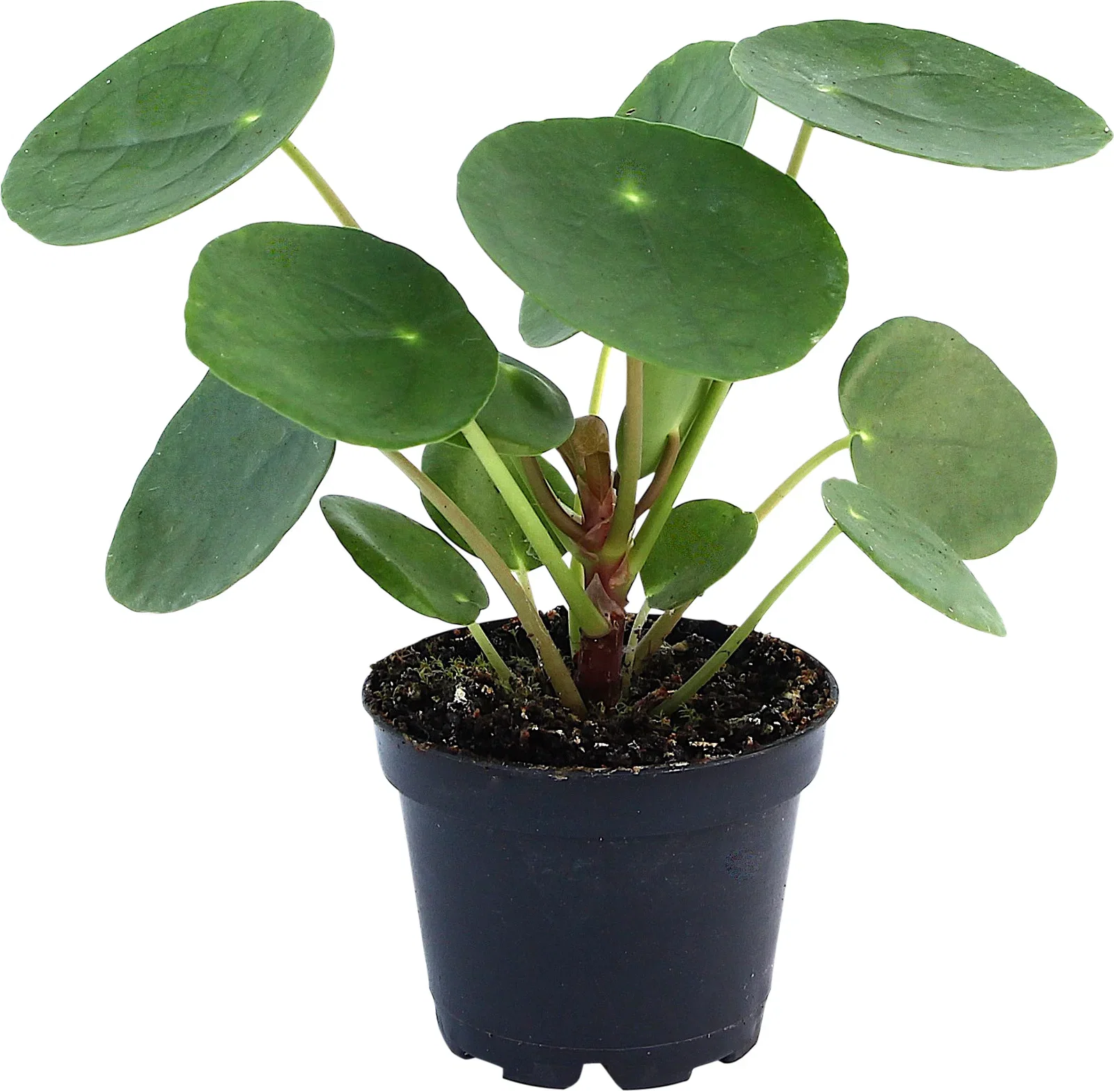 Pilea peperomioides 6 cm