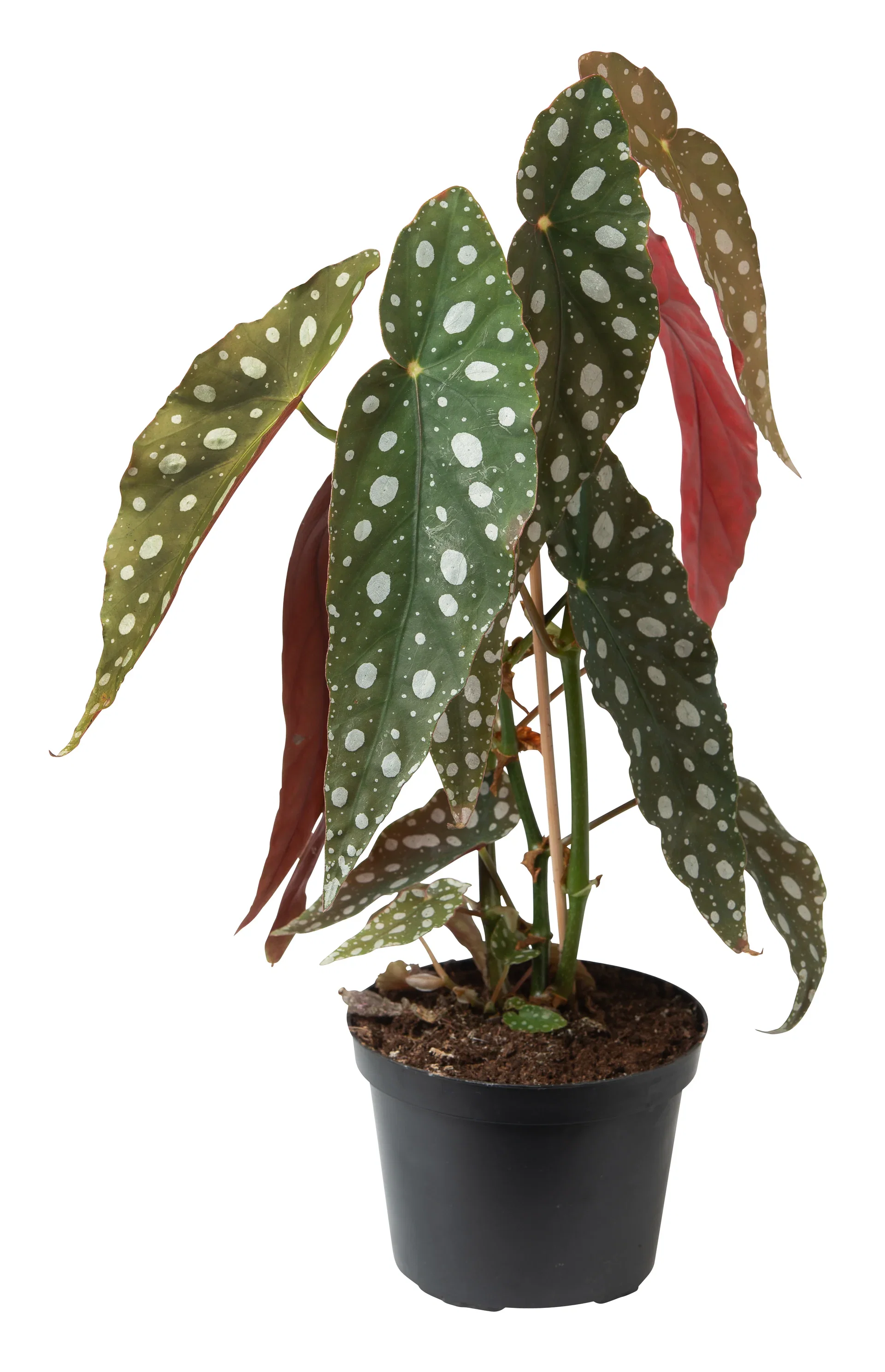 Begonia maculata 12 cm
