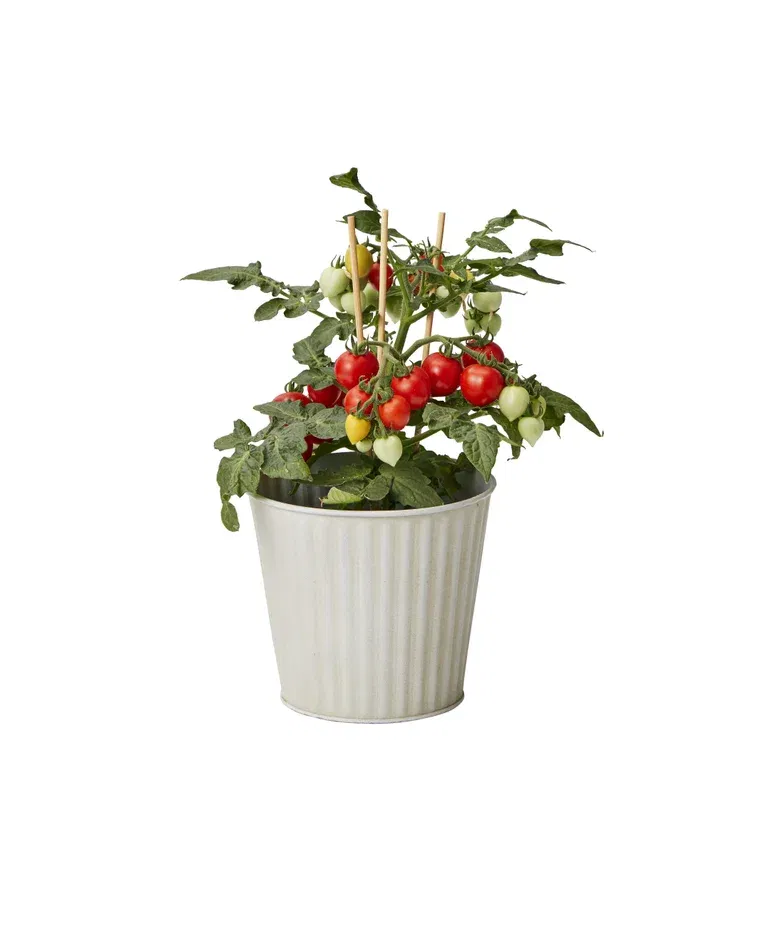 All N. Ready Minis Tomato Red 10,5 cm