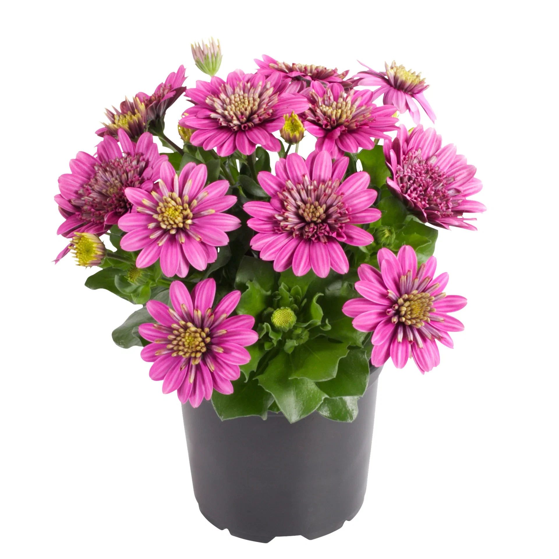 Osteospermum Double 11 cm