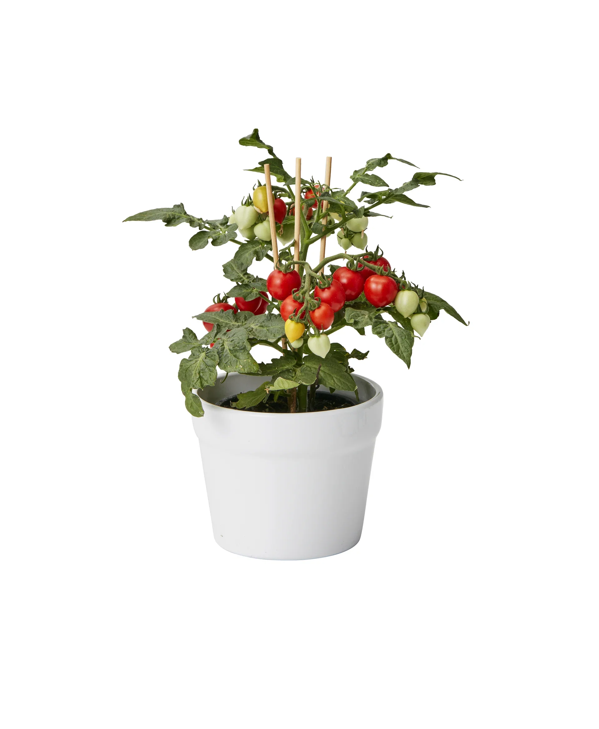 All N. Ready Minis Tomato Red 10,5 cm