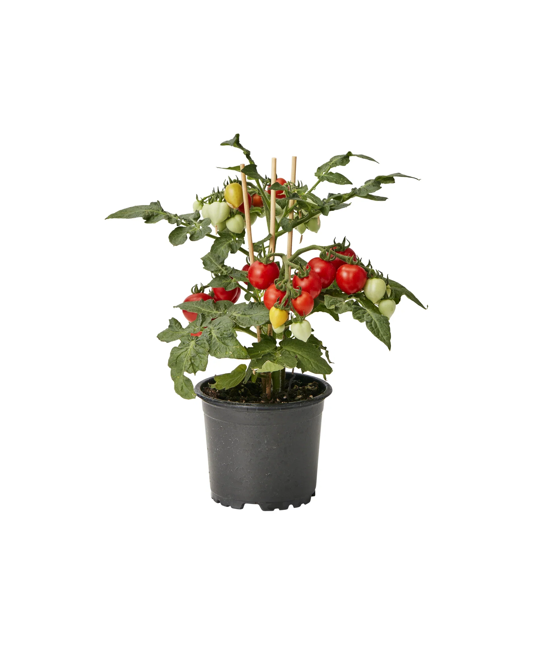 All N. Ready Minis Tomato Red 10,5 cm