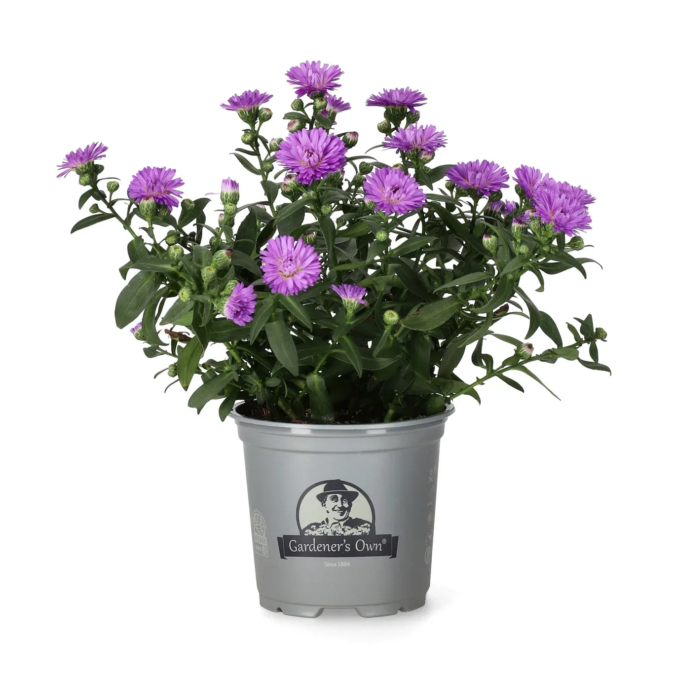 Aster N.B. Blue 10,5 cm