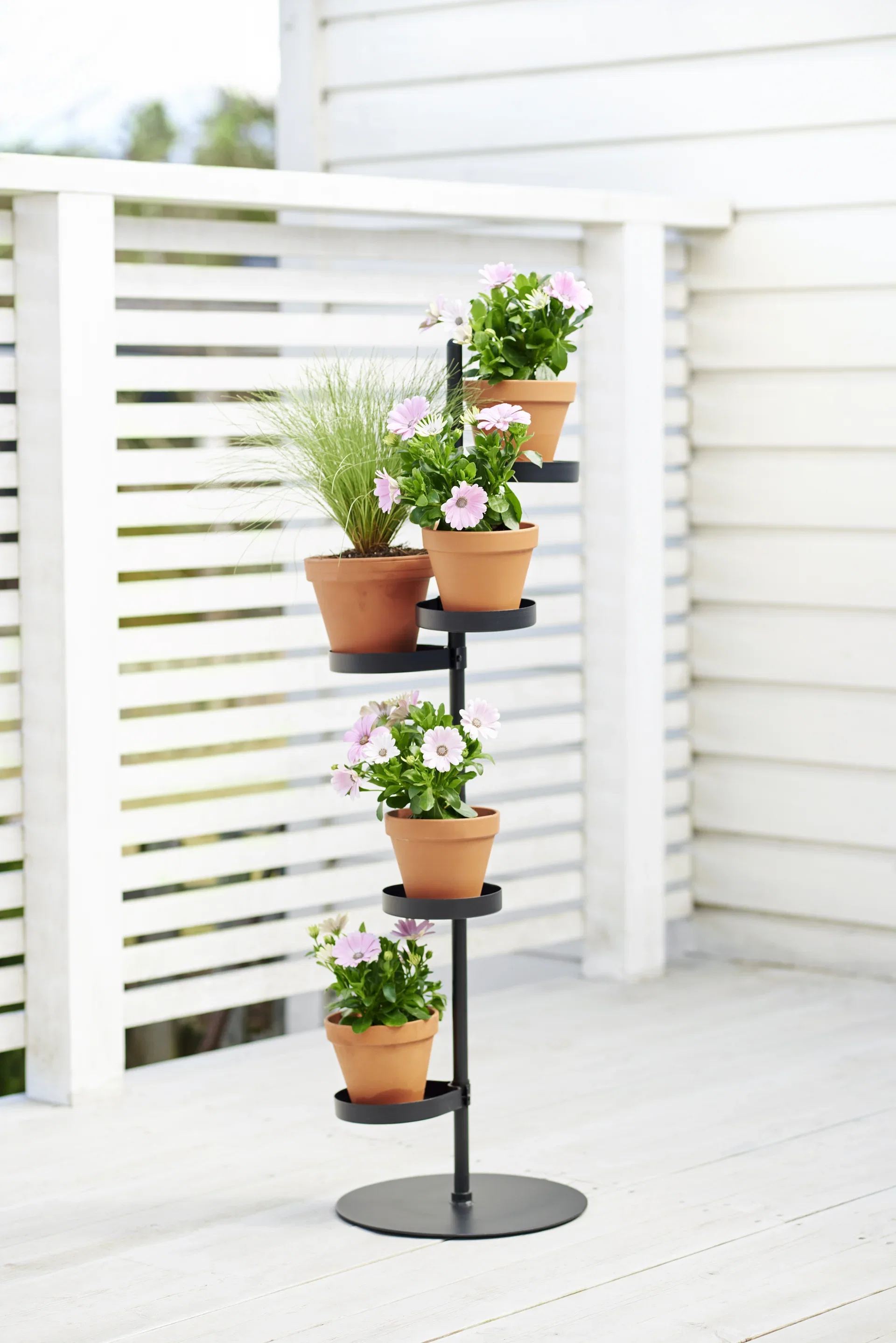 Osteospermum White 11 cm