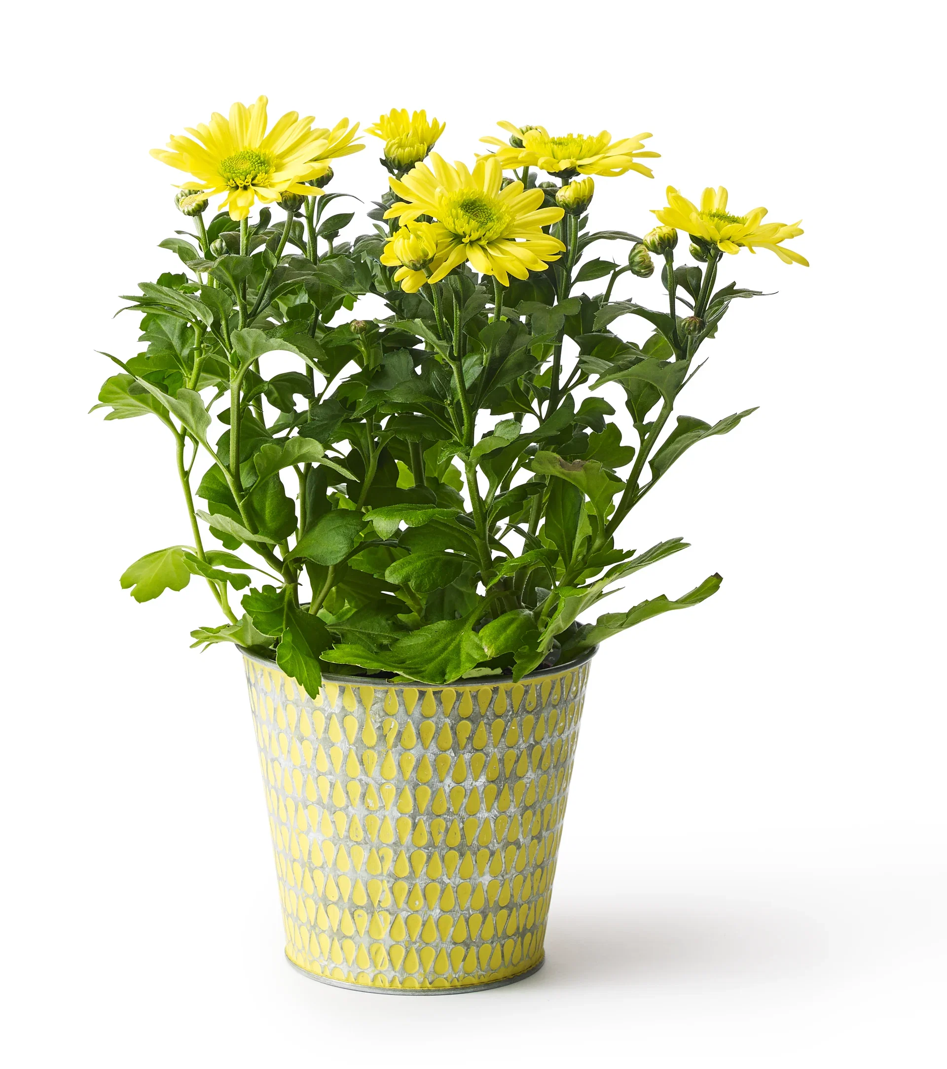 Osteospermum Yellow'ish 11 cm