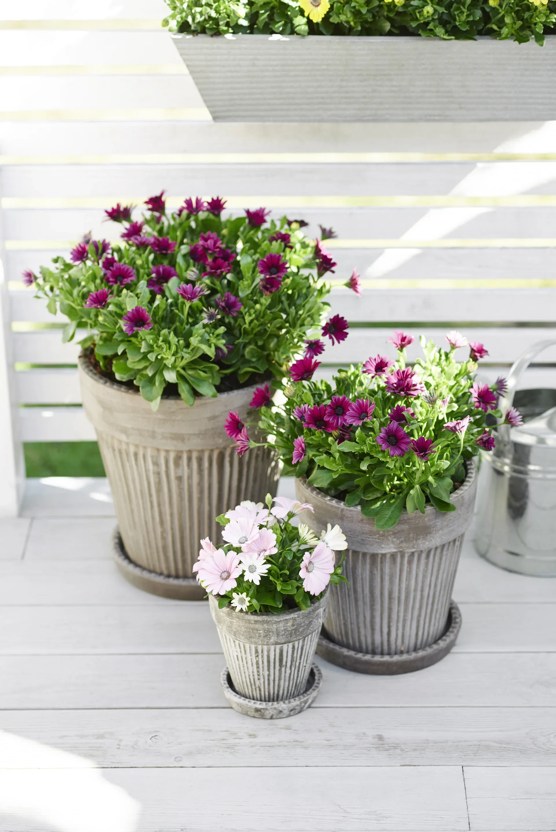 Osteospermum White 11 cm