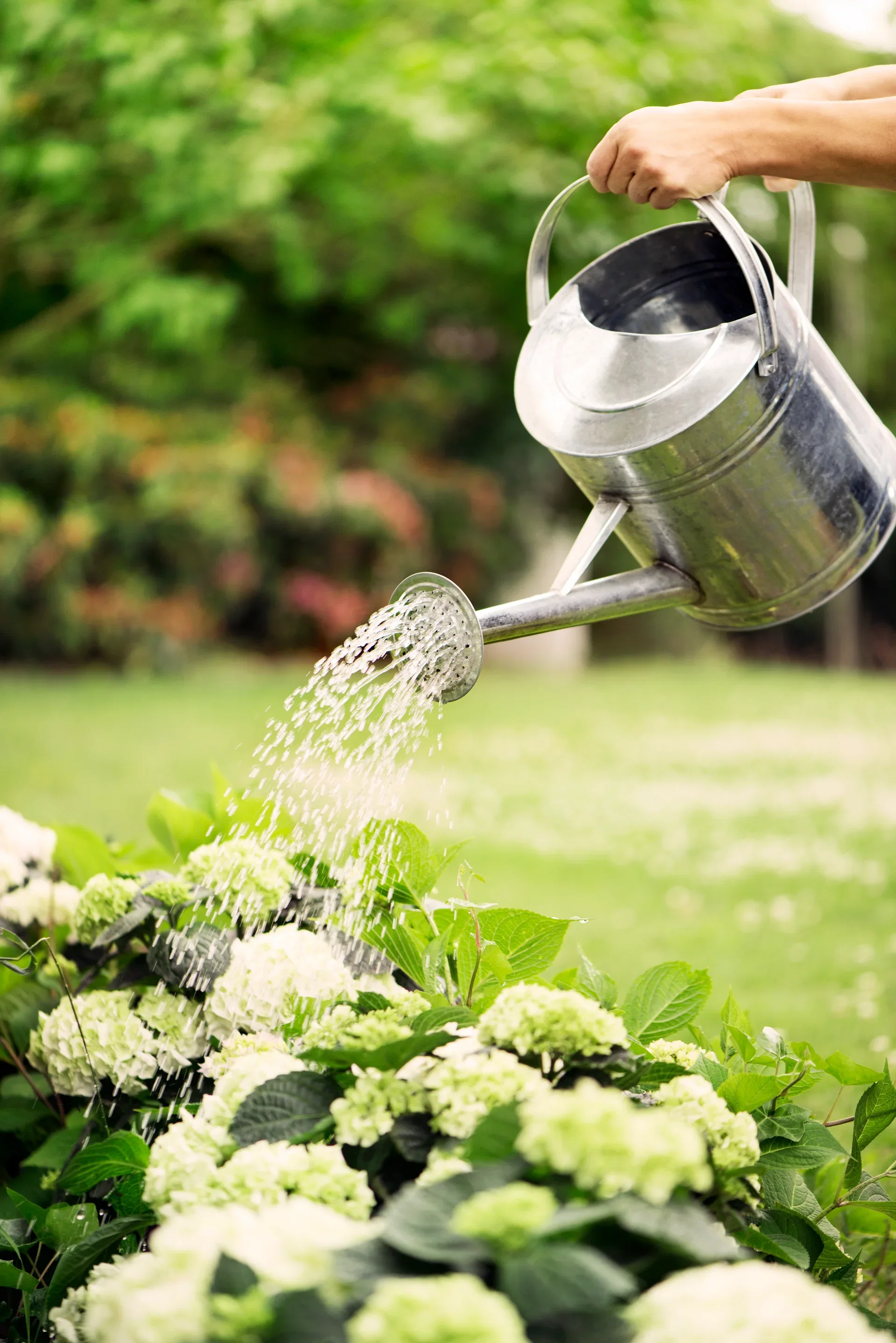 Hydrangea macrophylla White 29cm