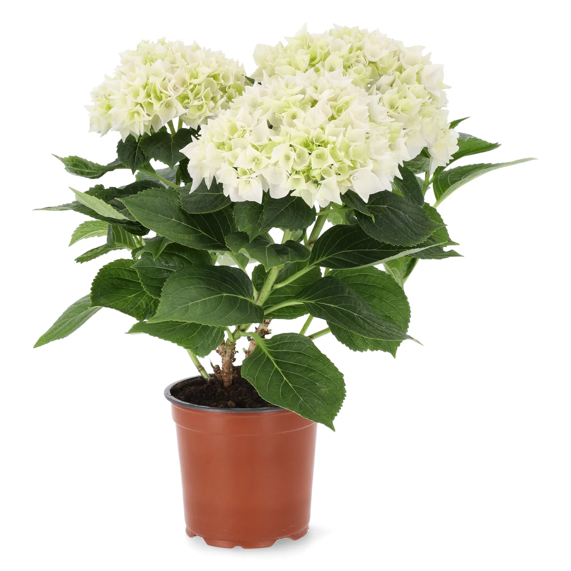 Hydrangea macrophylla White 29cm
