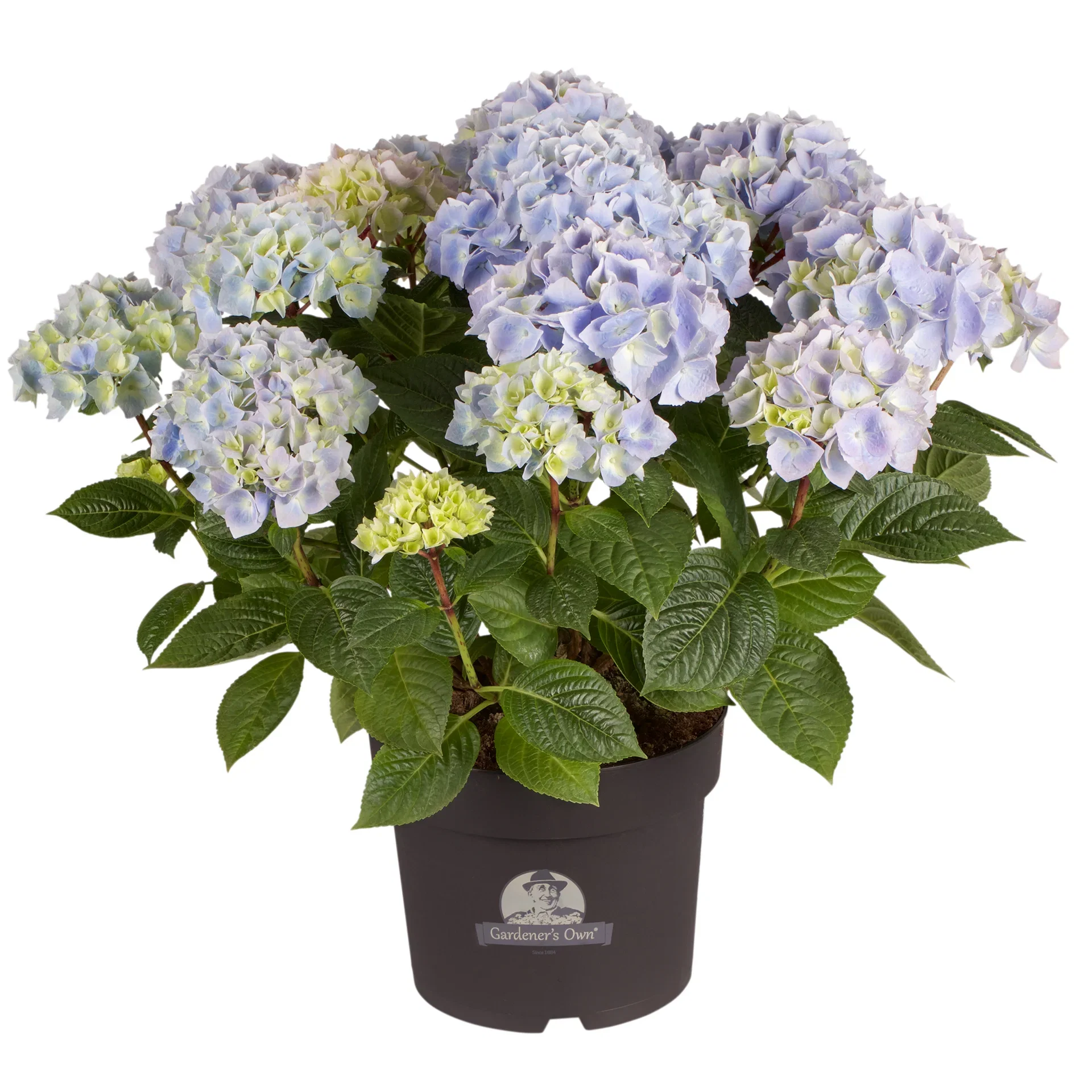 Hydrangea macrophylla Blue 29cm