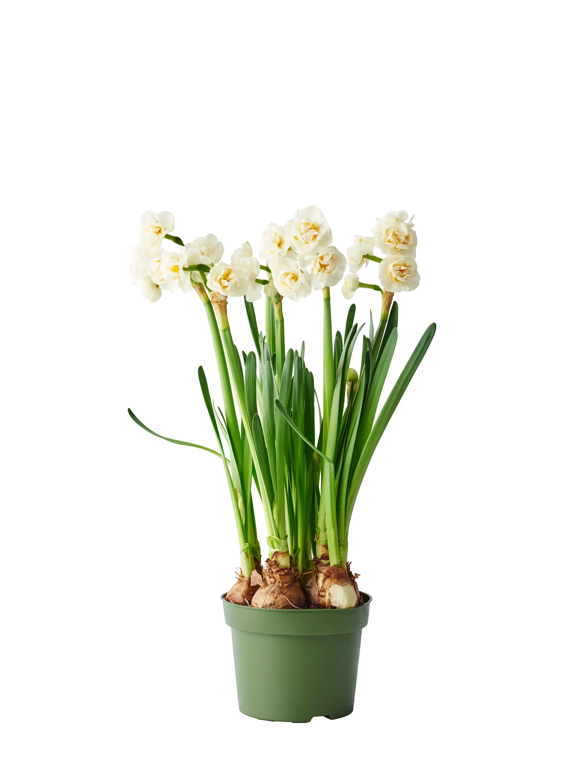 Narcissus 'Bridal crown' 12 cm