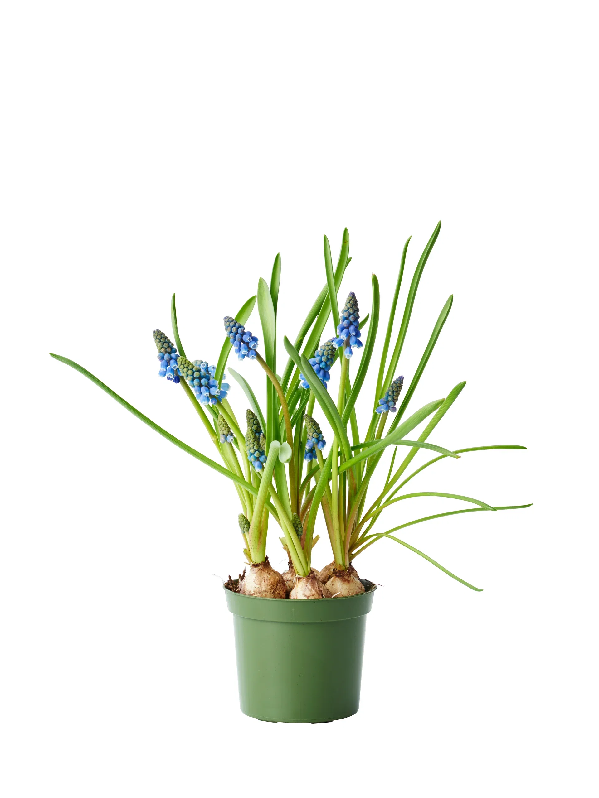 Muscari a. 'Blue Magic' 9 cm