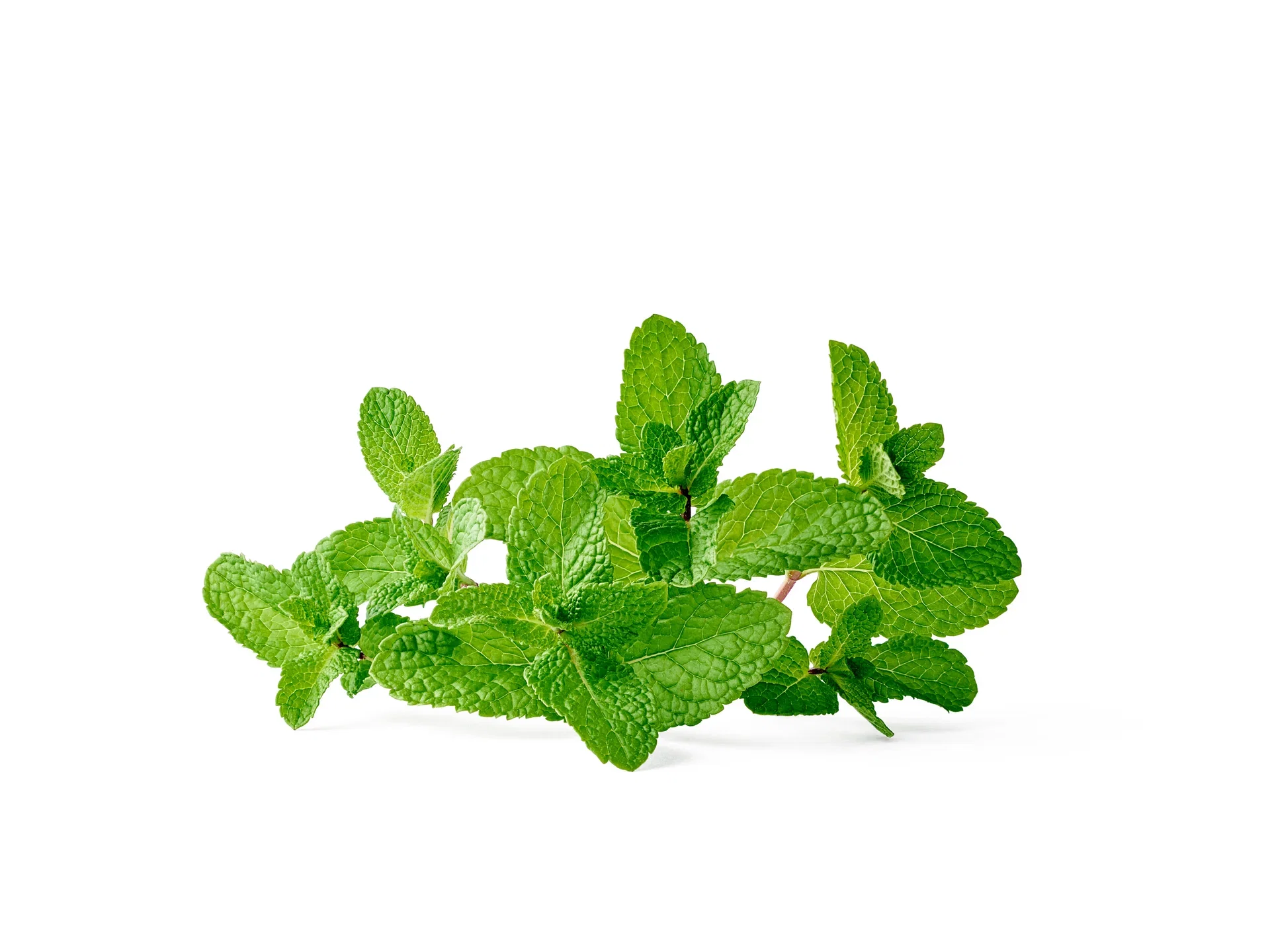 Mentha spicata 14 cm