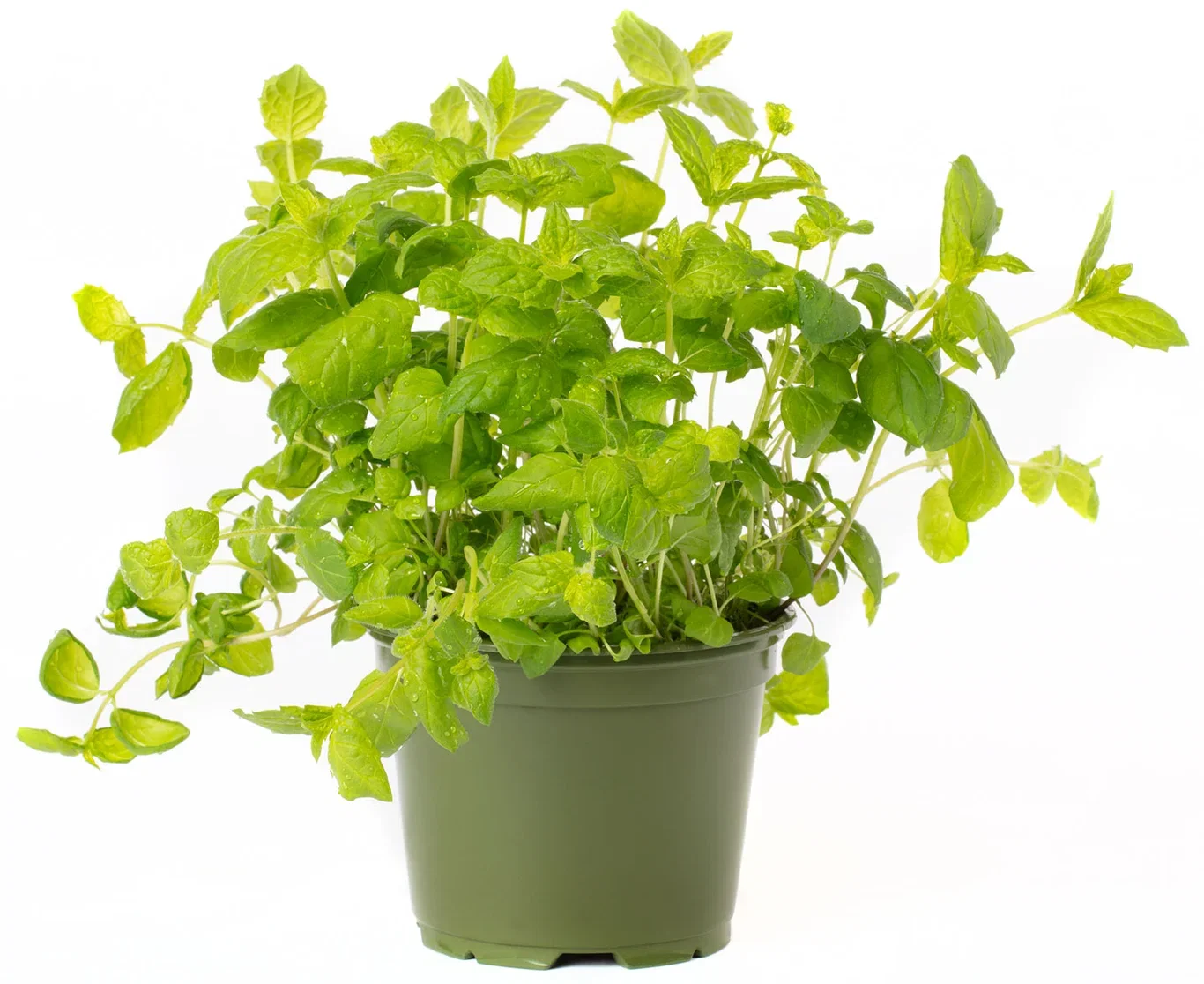 Mentha spicata 14 cm