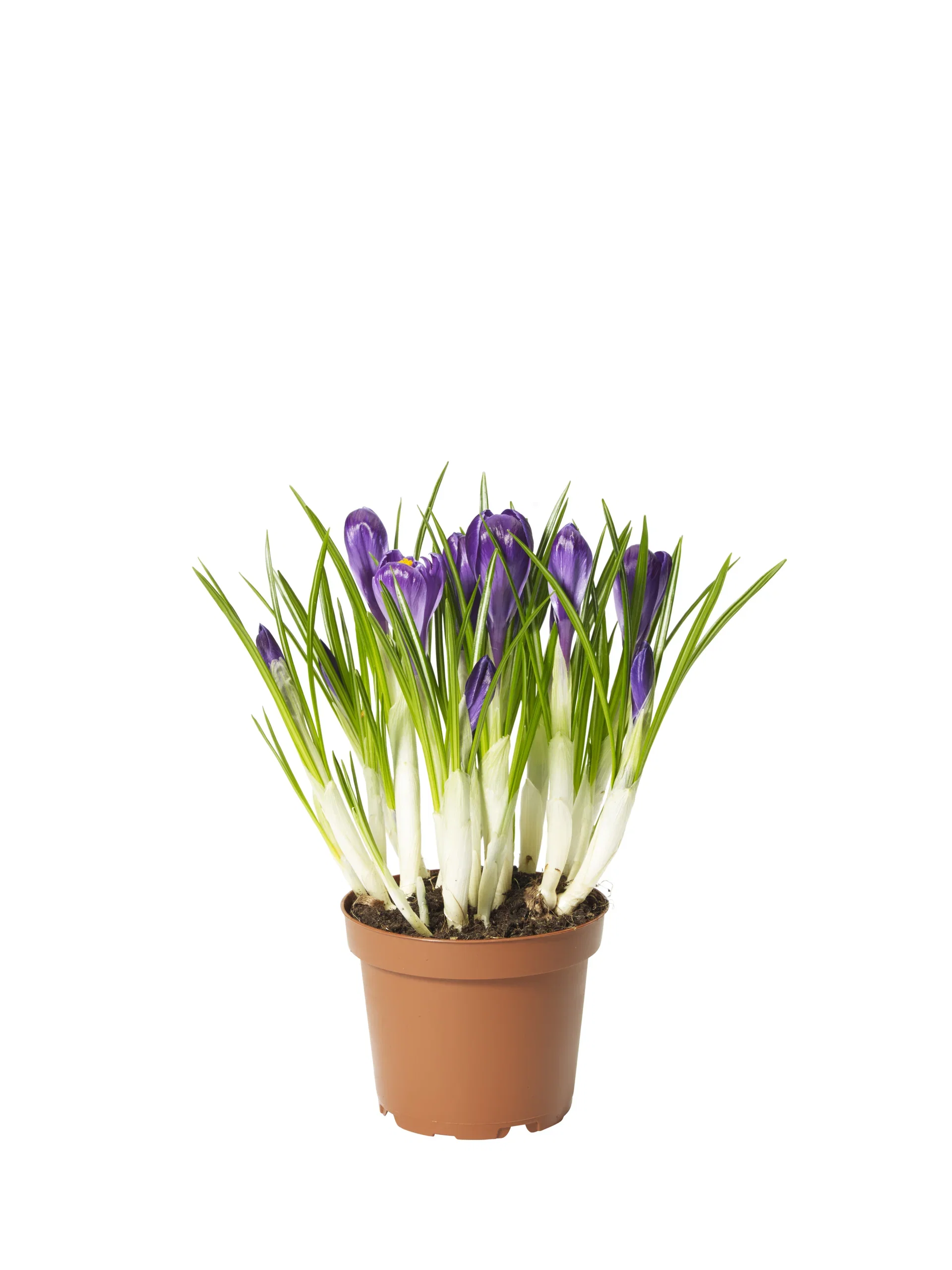 Crocus 'Flower Record' 12 cm