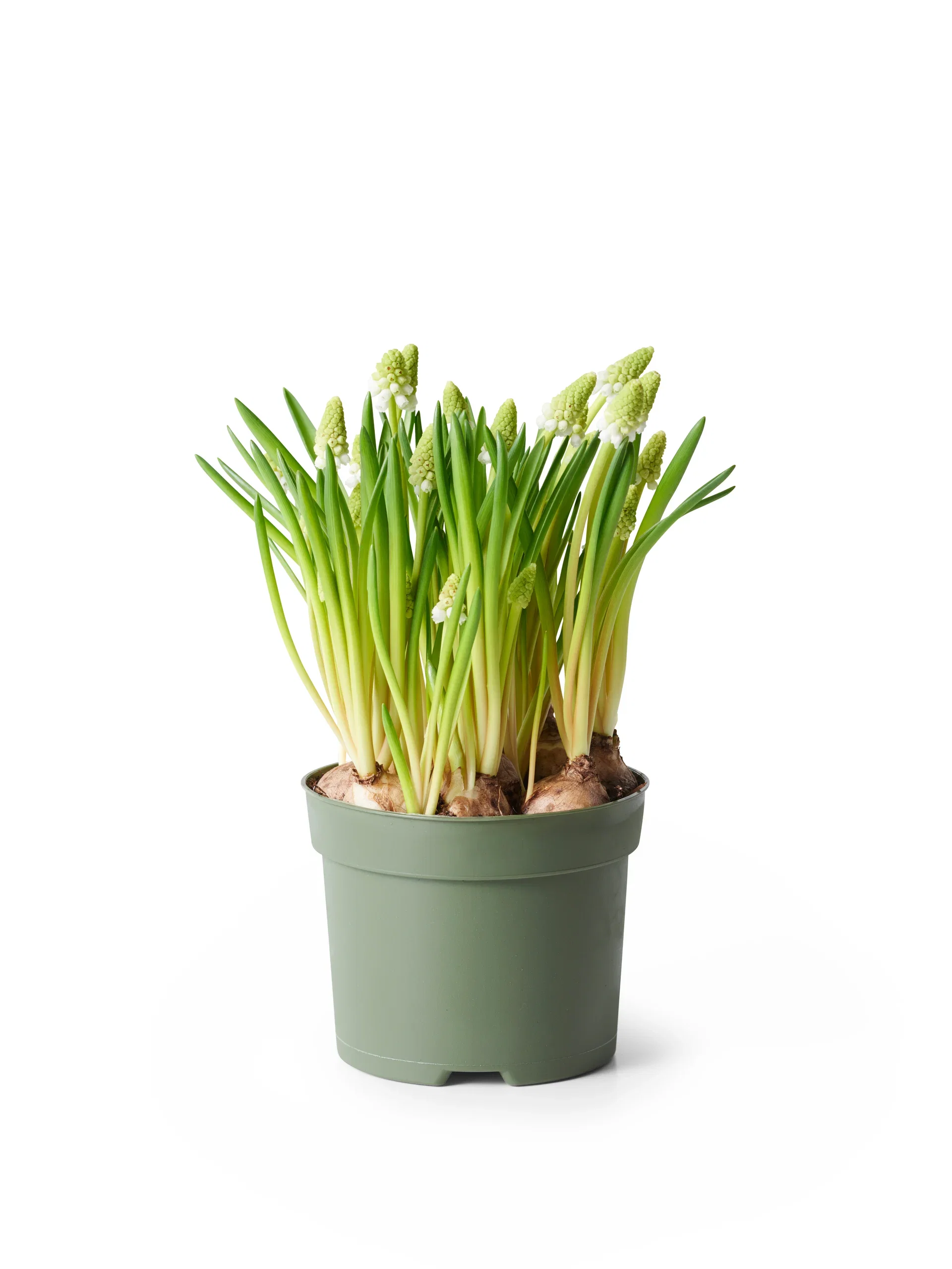 Muscari a. 'White Magic' 12 cm