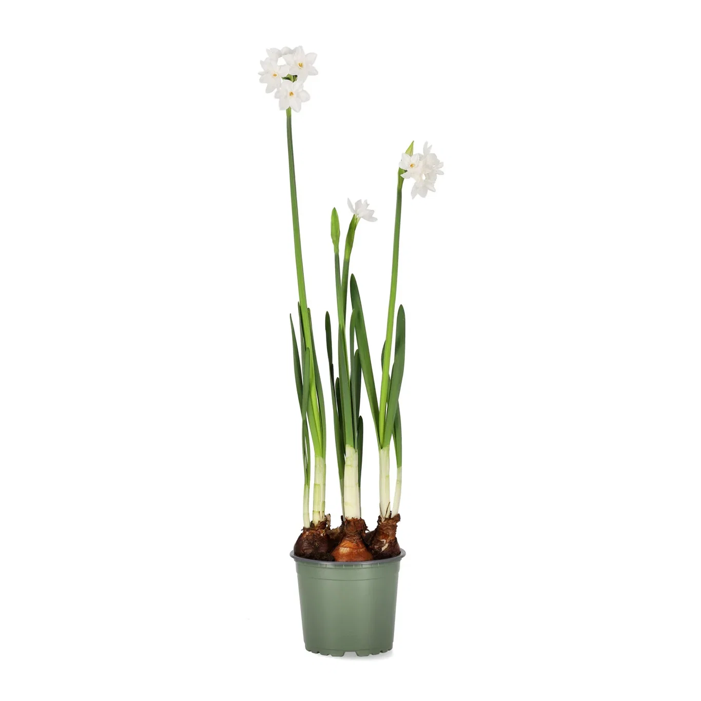 Narcissus 'Paperwhites Ziva' 12 cm