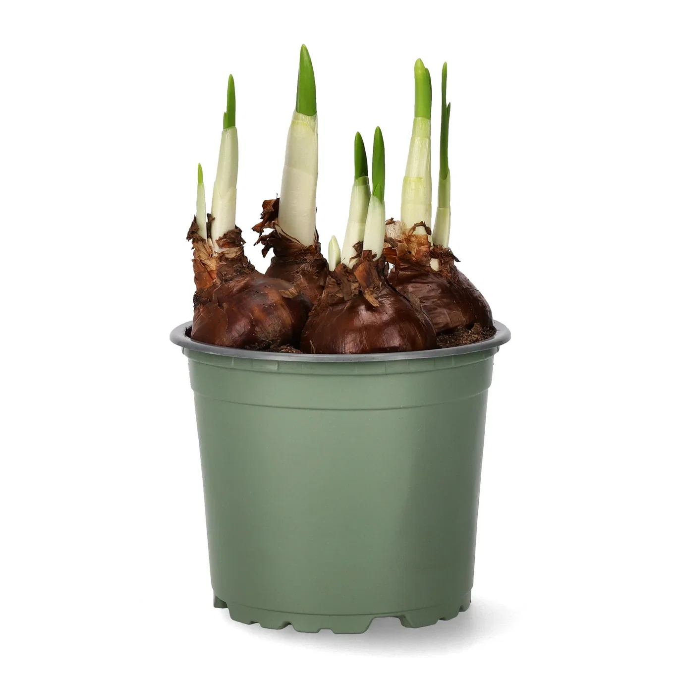 Narcissus 'Paperwhites Ziva' 12 cm