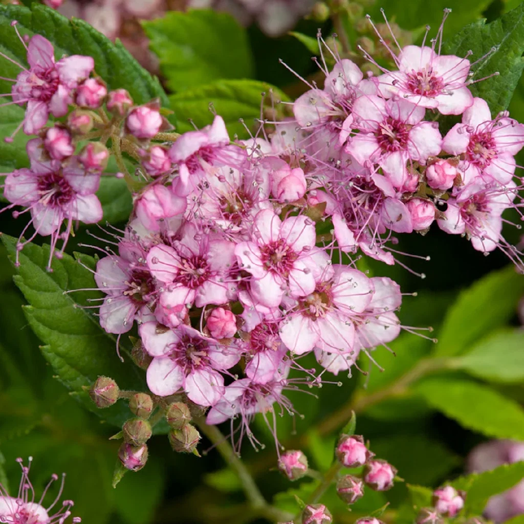 Spiraea betulifolia PINK SPARKLER 4,5L