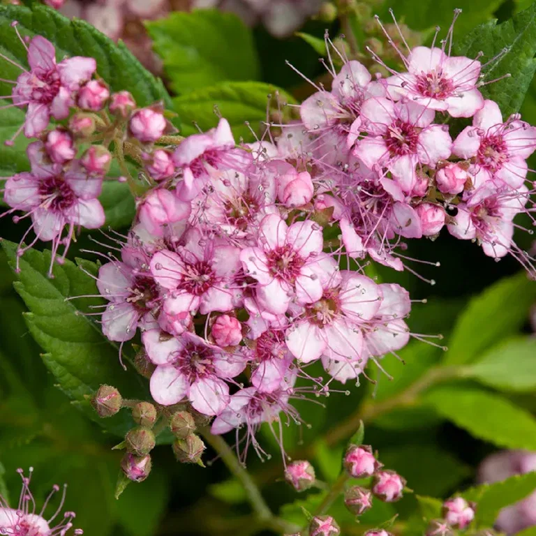 Spiraea betulifolia PINK SPARKLER 4,5L