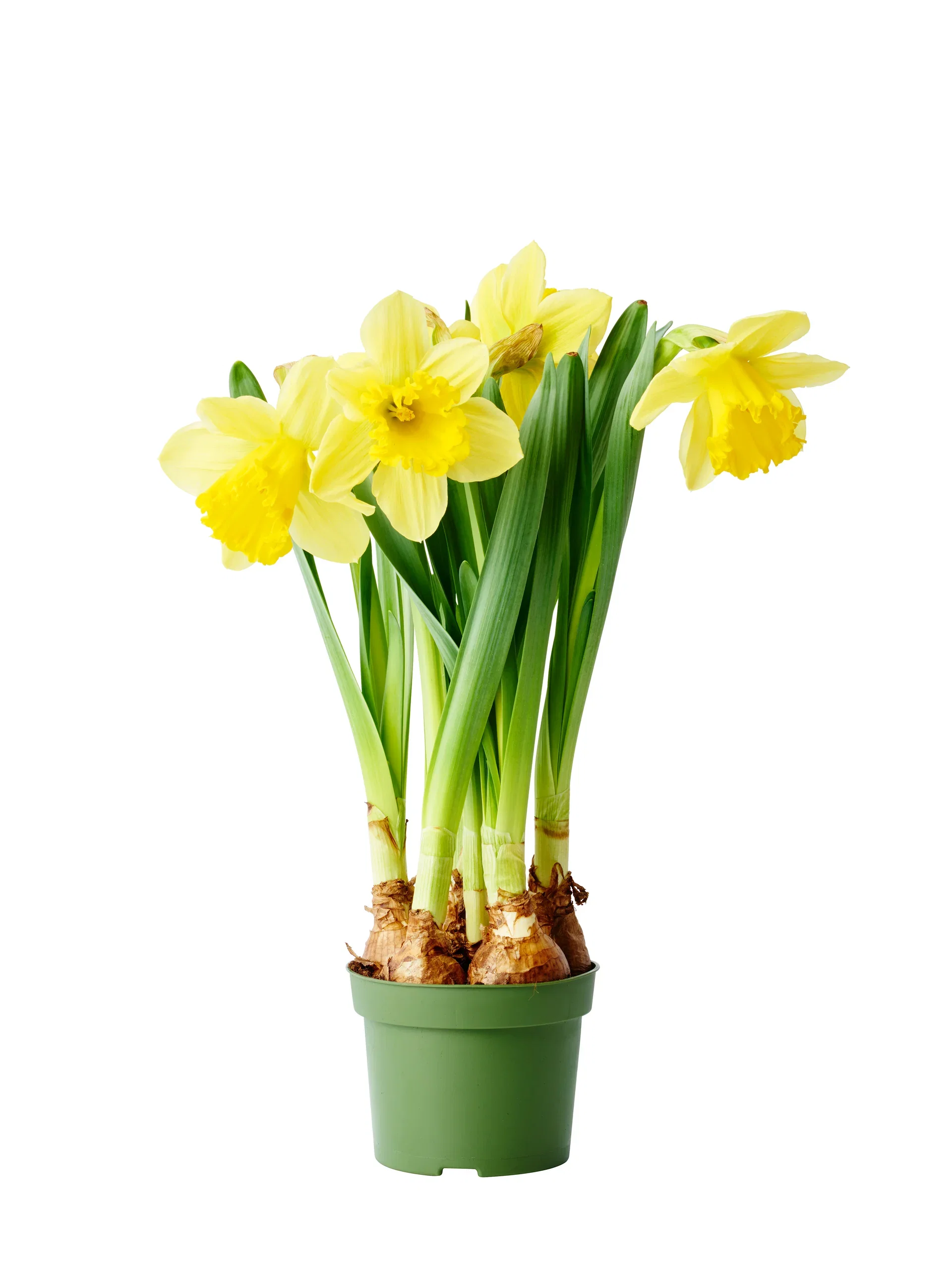 Narcissus 'Carlton' 13 cm