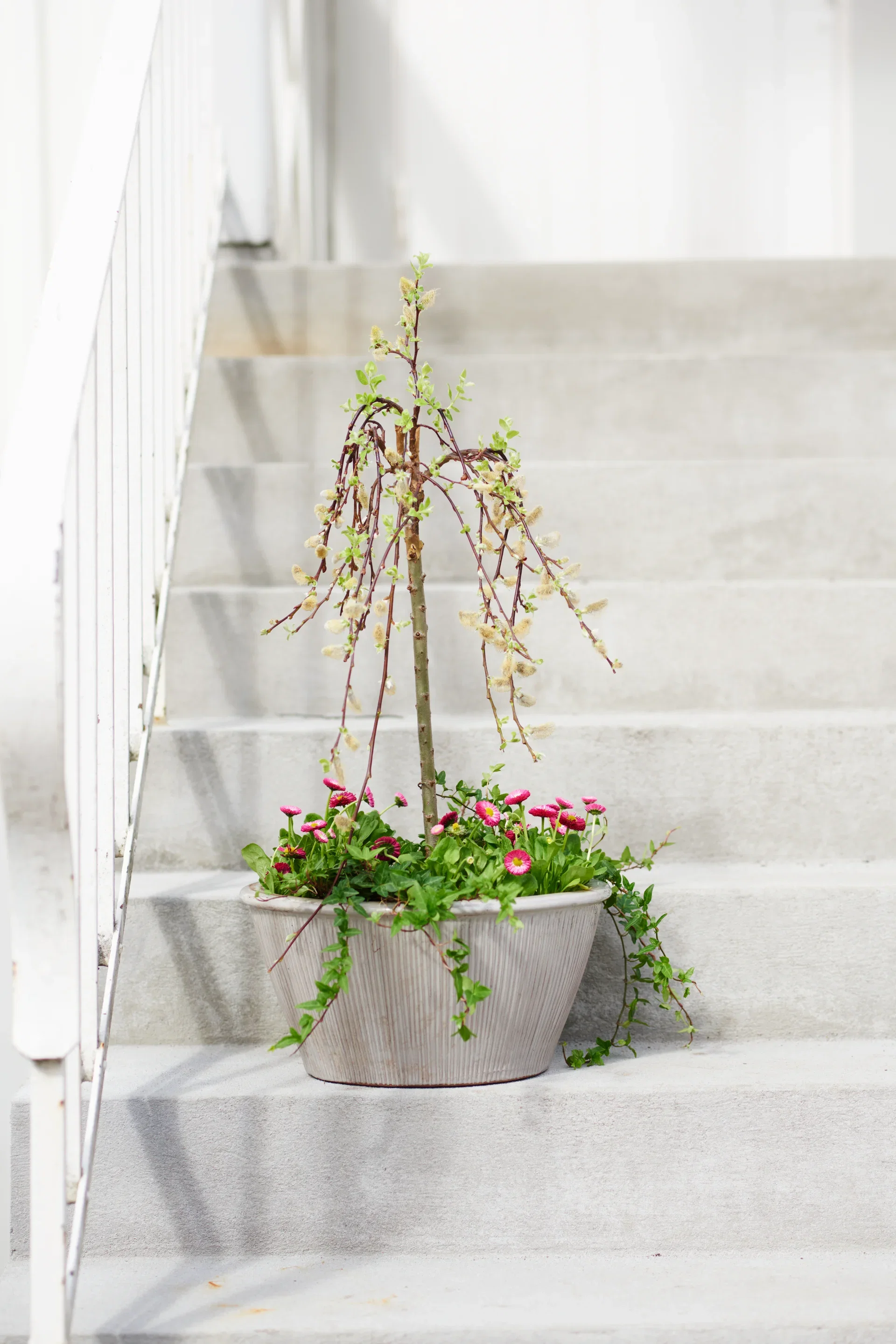Bellis perennis 10,5 cm
