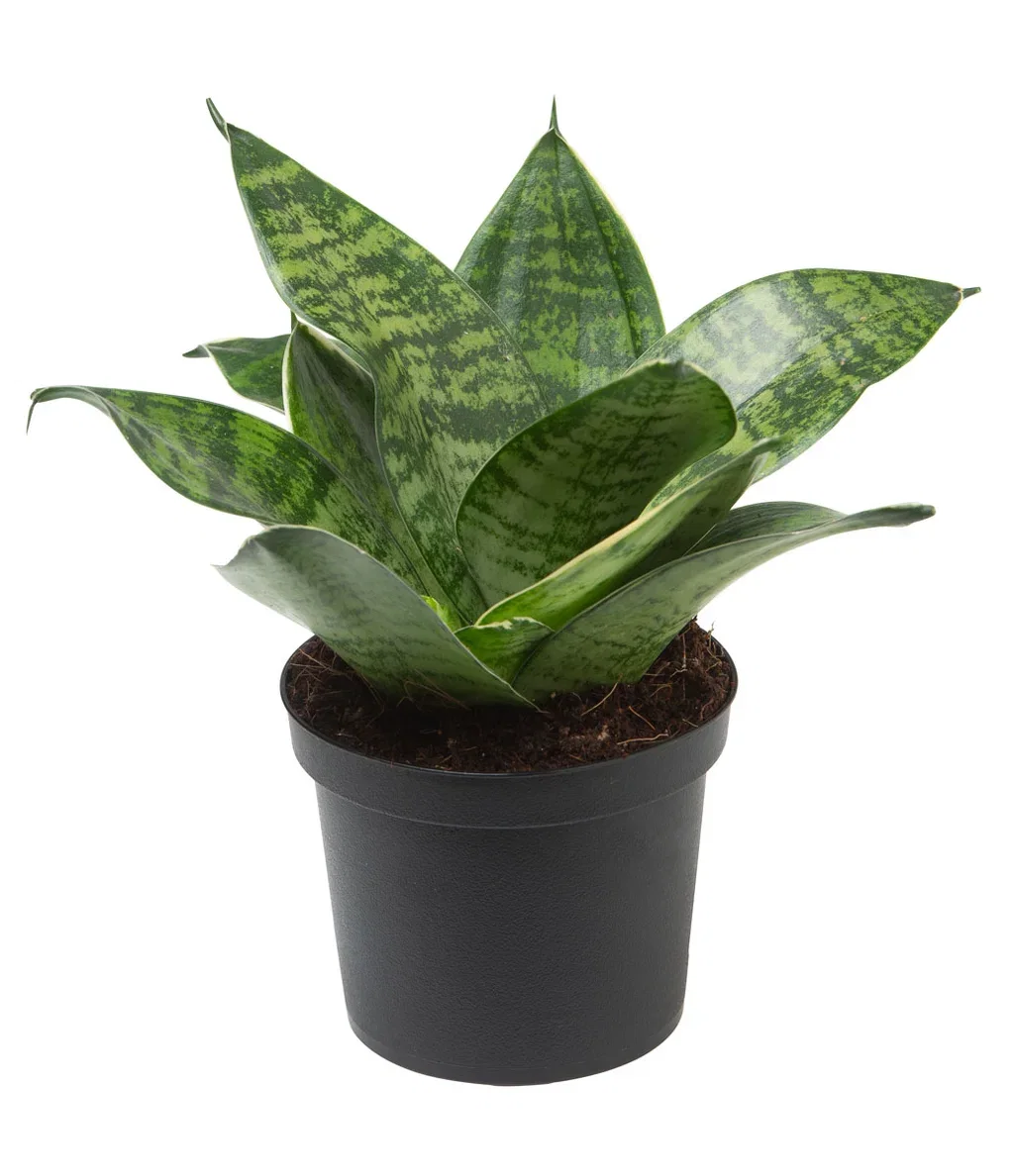 Sansevieria trifasciata 'Hahnii' 9 cm