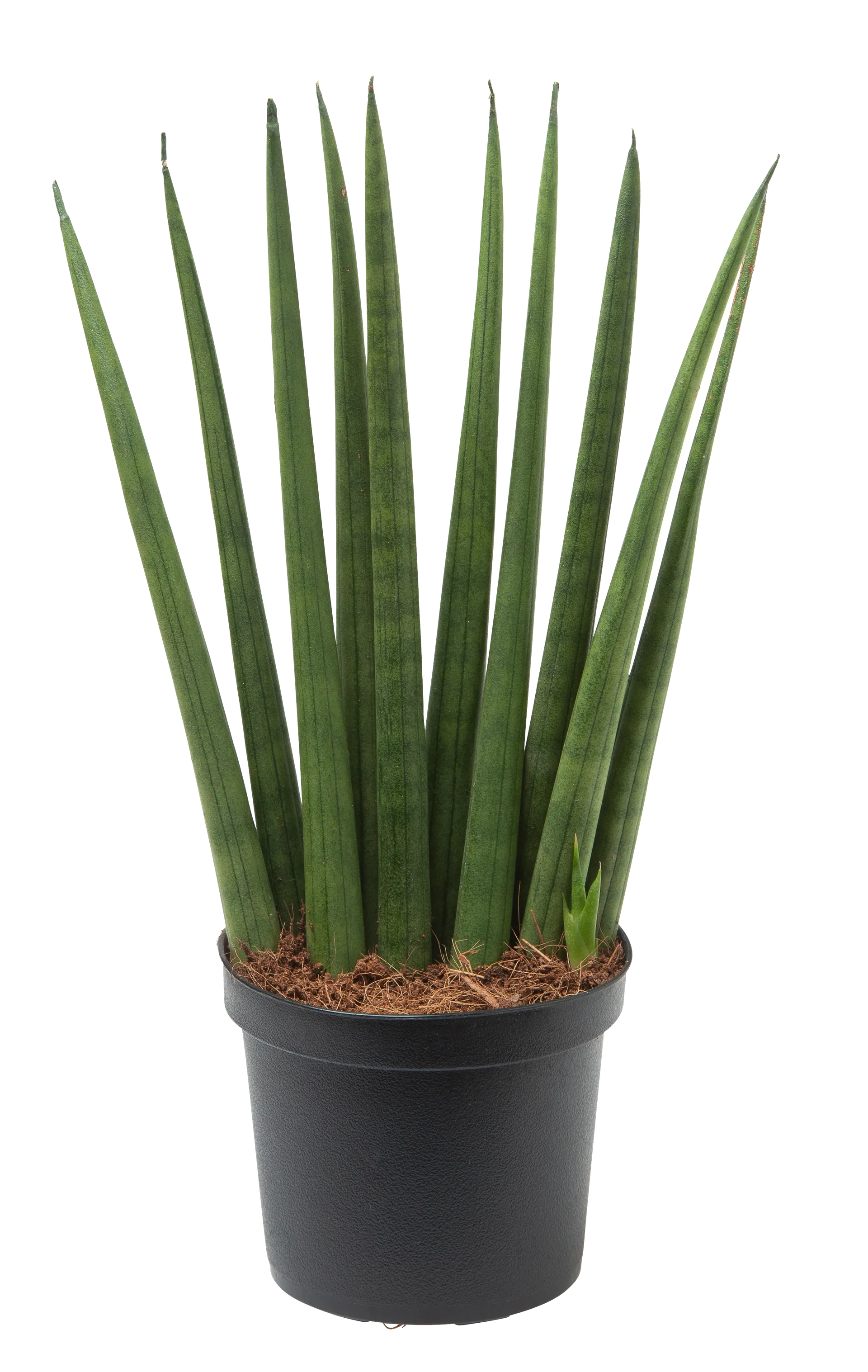 Sansevieria cylindrica 'Rocket' 9 cm