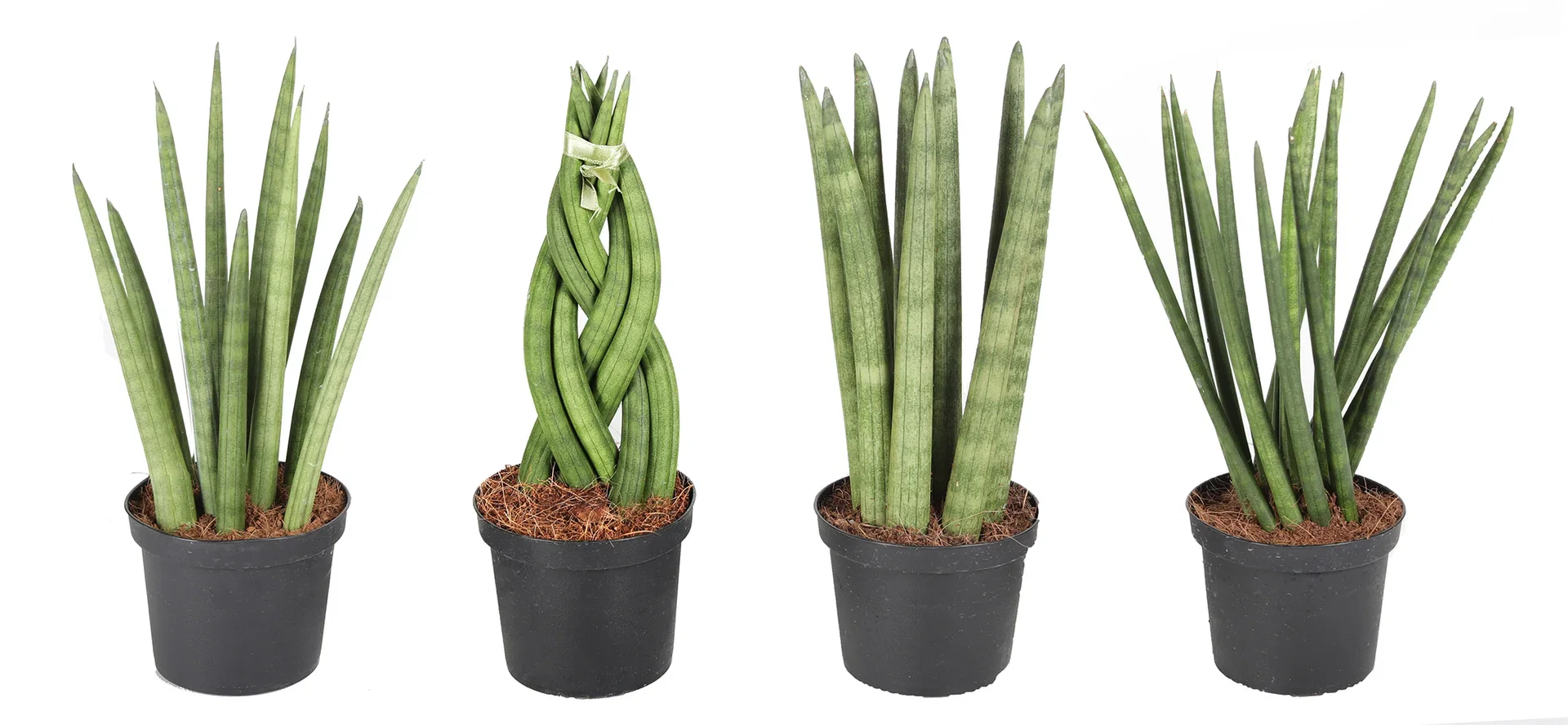 Sansevieria cylindrica 'Rocket' 9 cm