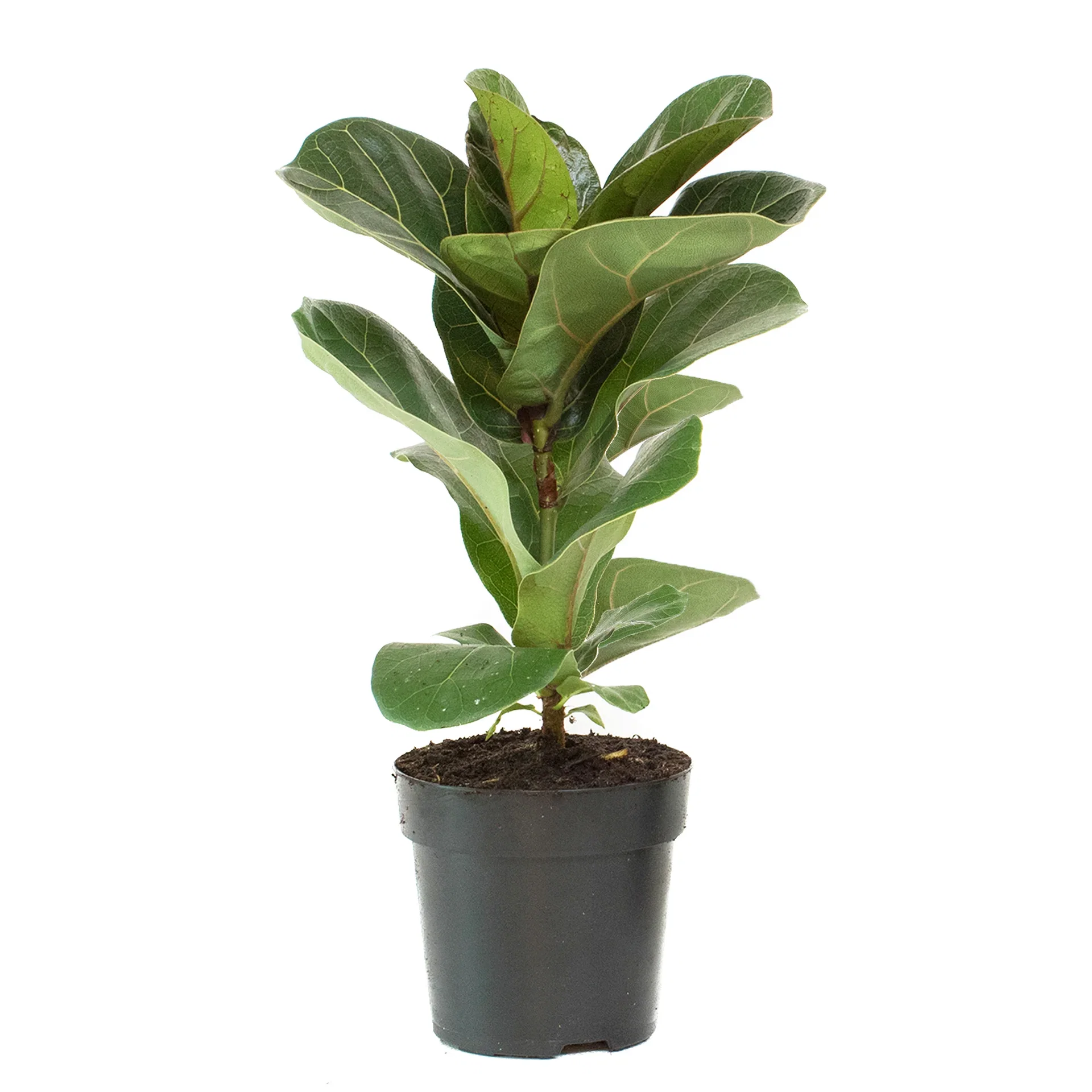 Ficus lyrata 11 cm