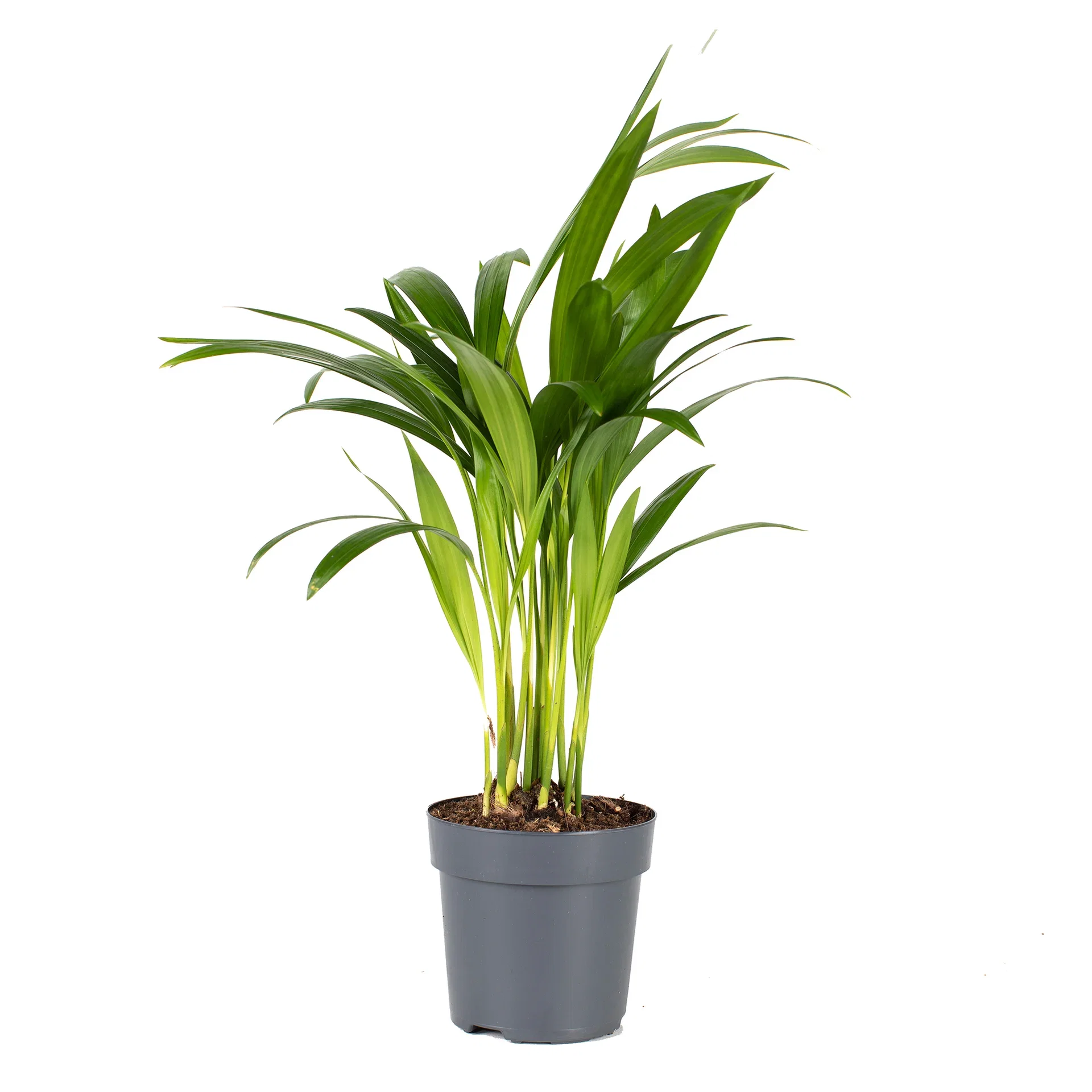 Dypsis lutescens 11 cm